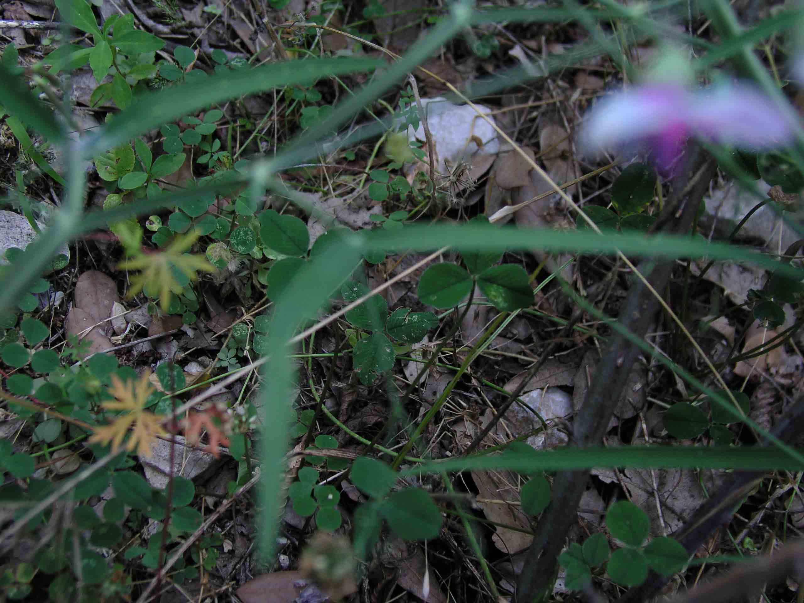 Lathyrus sylvestris