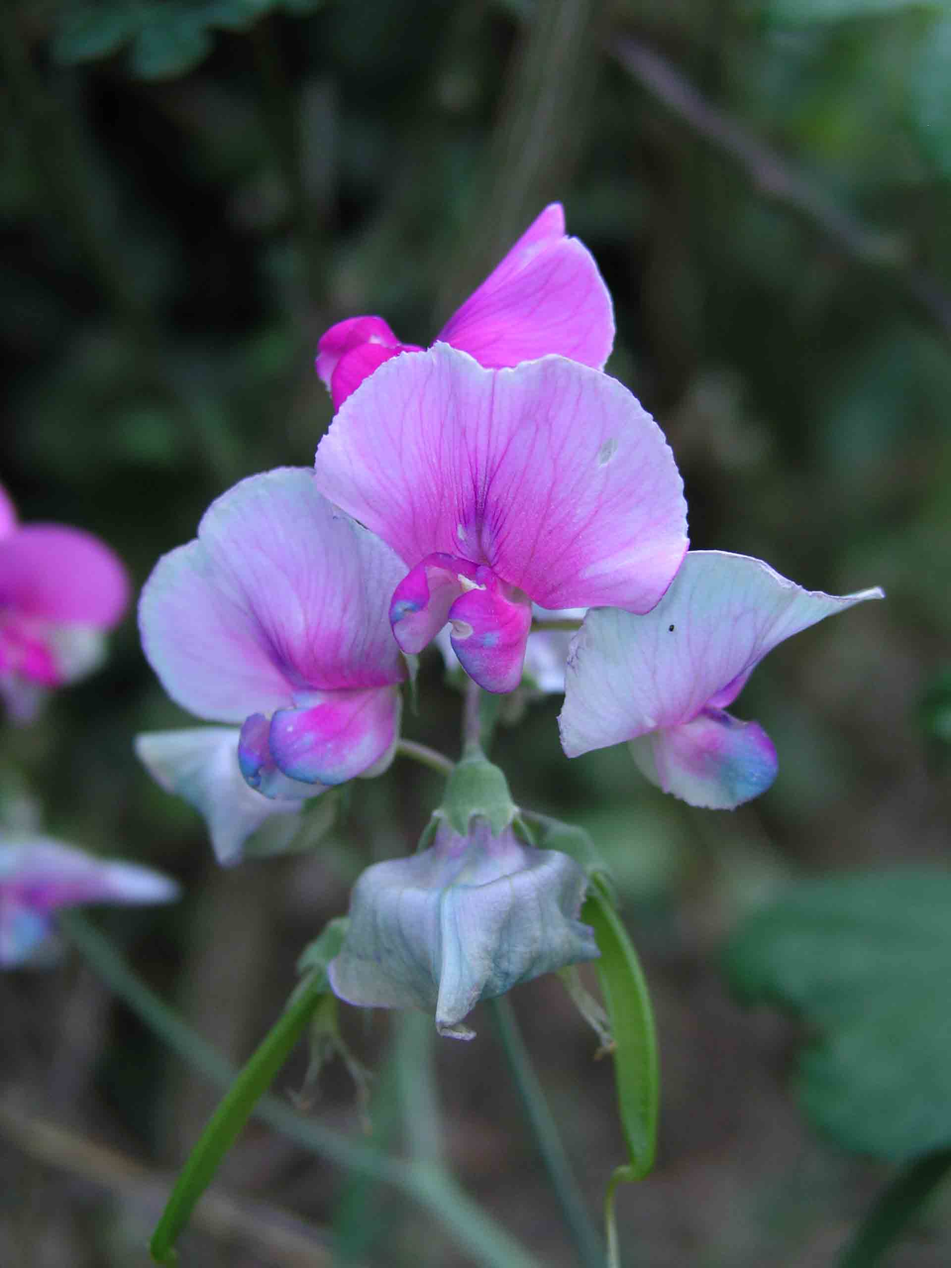 Lathyrus sylvestris