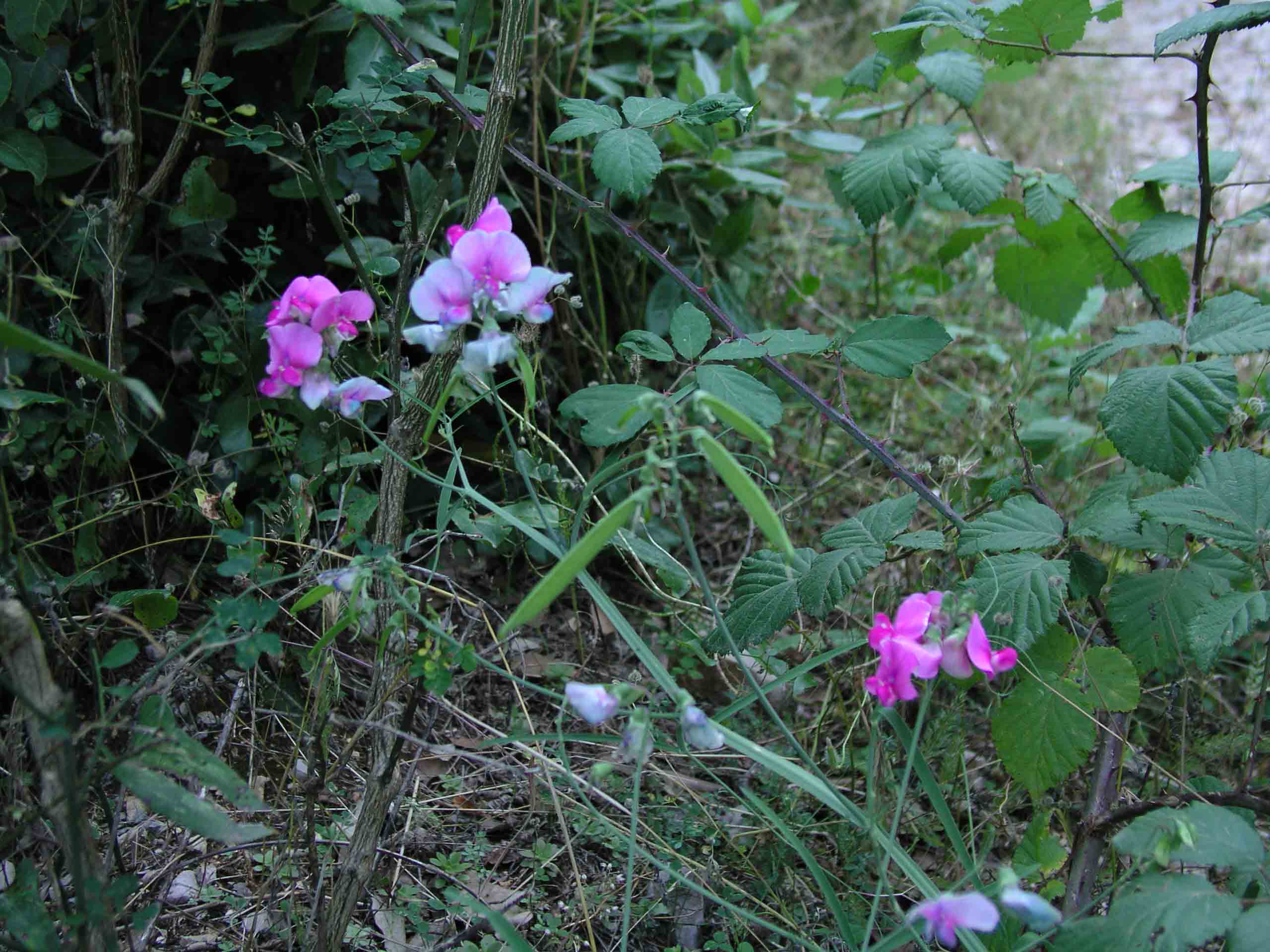 Lathyrus sylvestris
