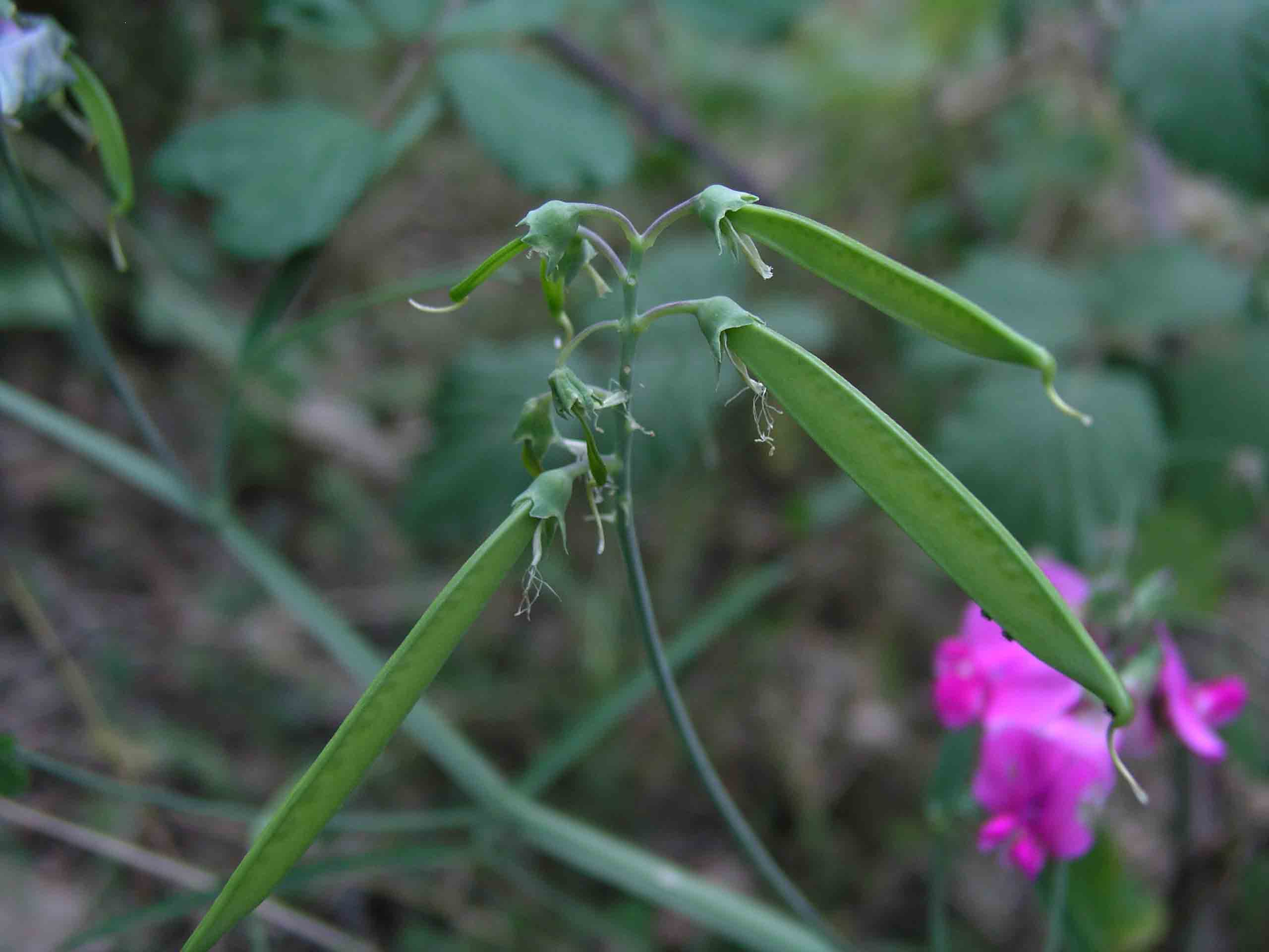 Lathyrus sylvestris
