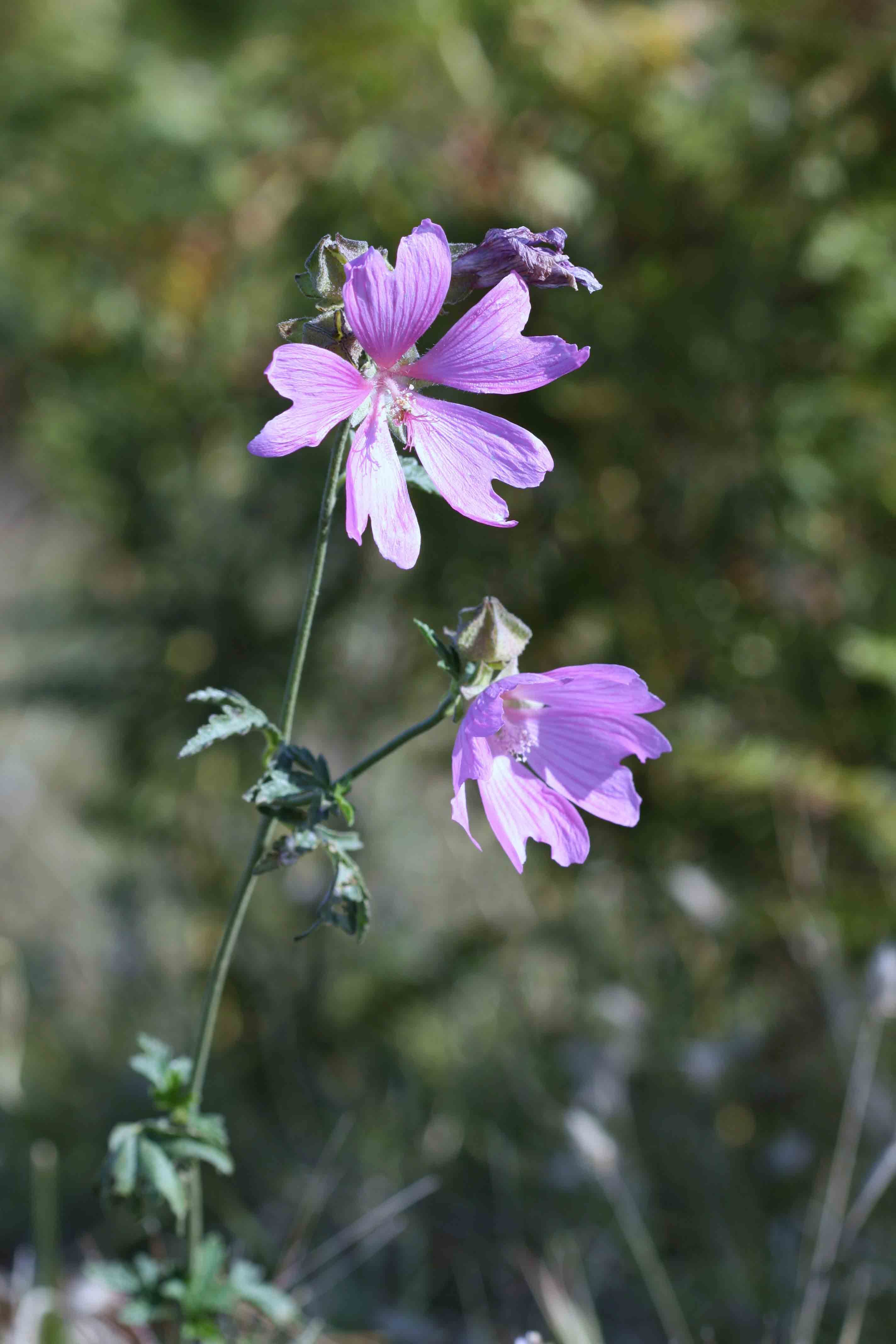 Lavatera?