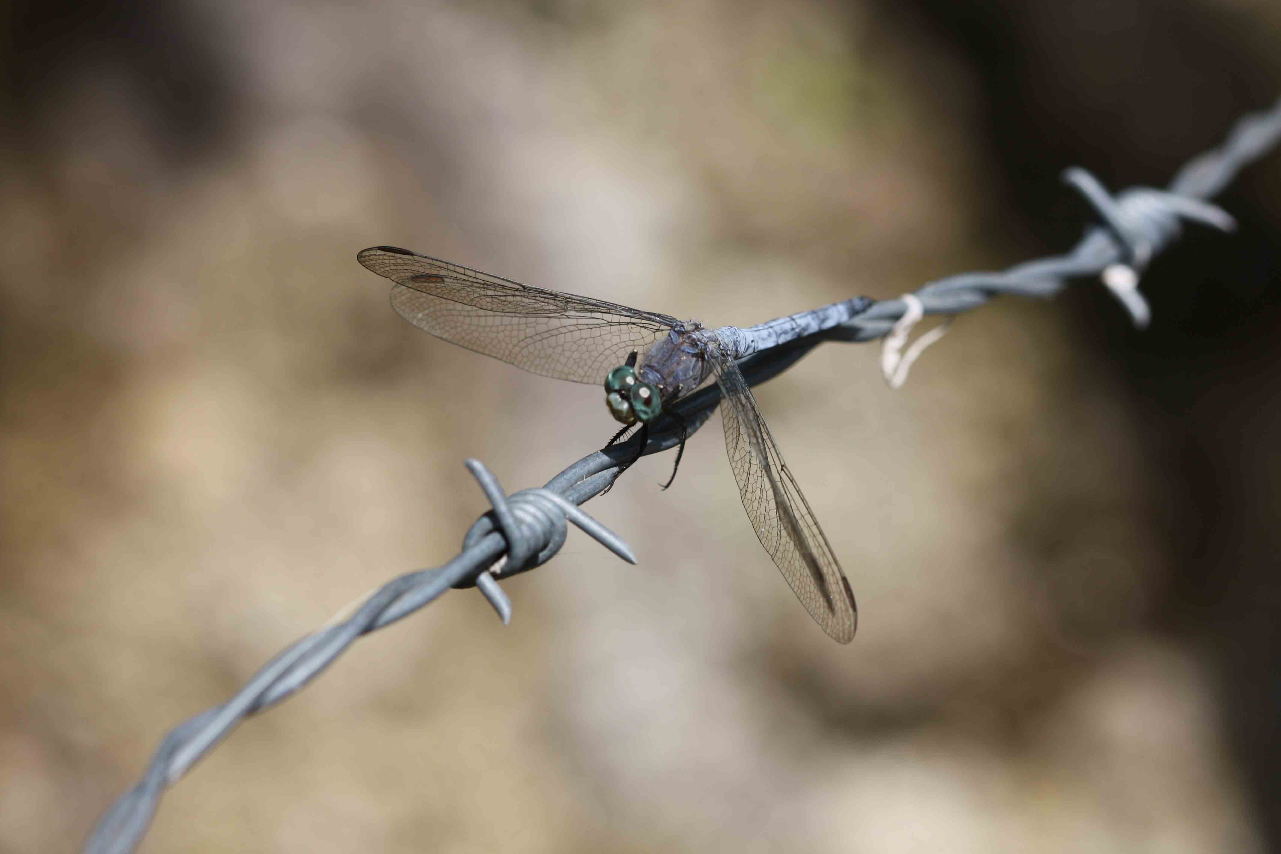 Orthetrum coerulescens