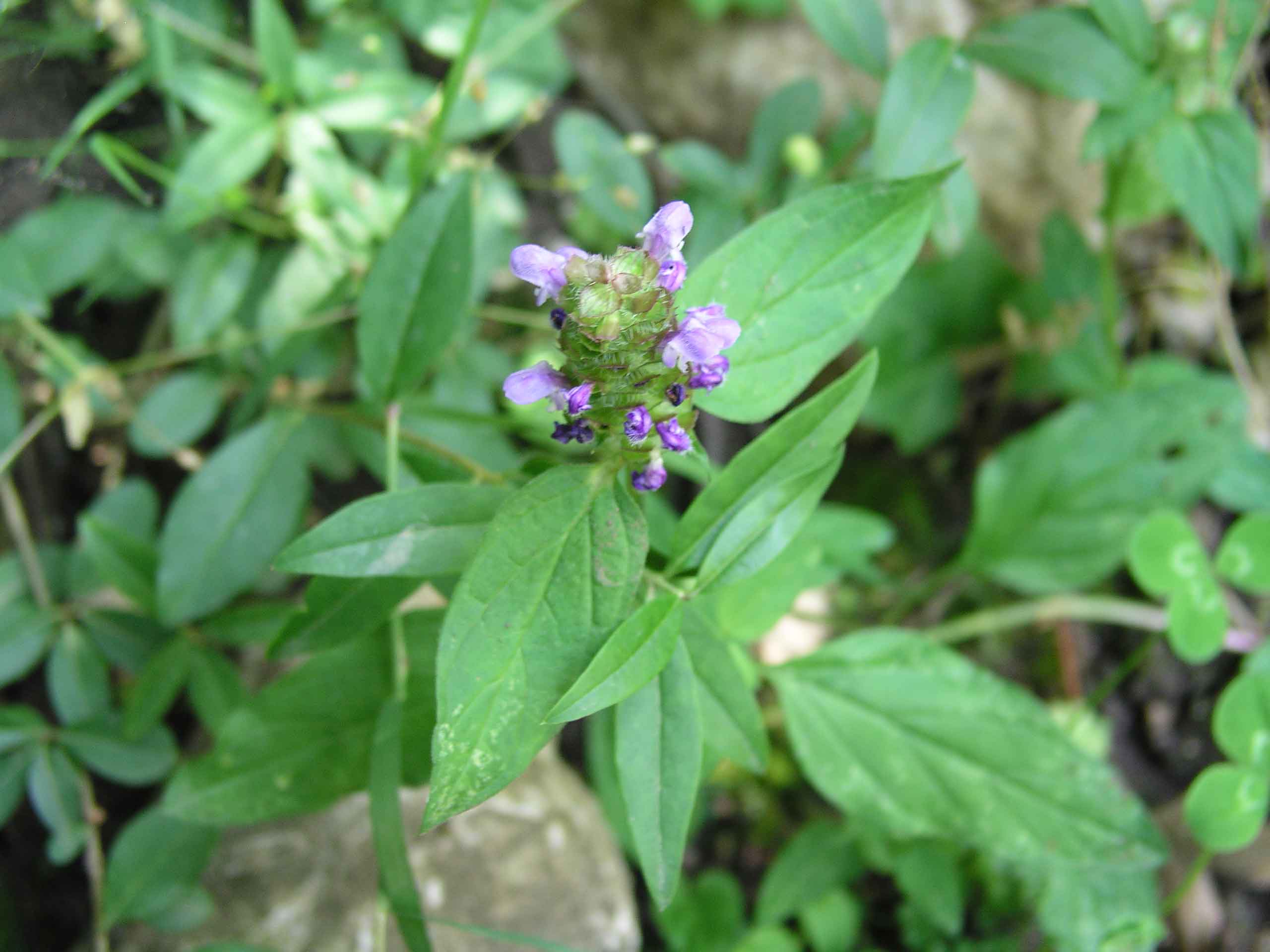 Prunella vulgaris / Prunella comune