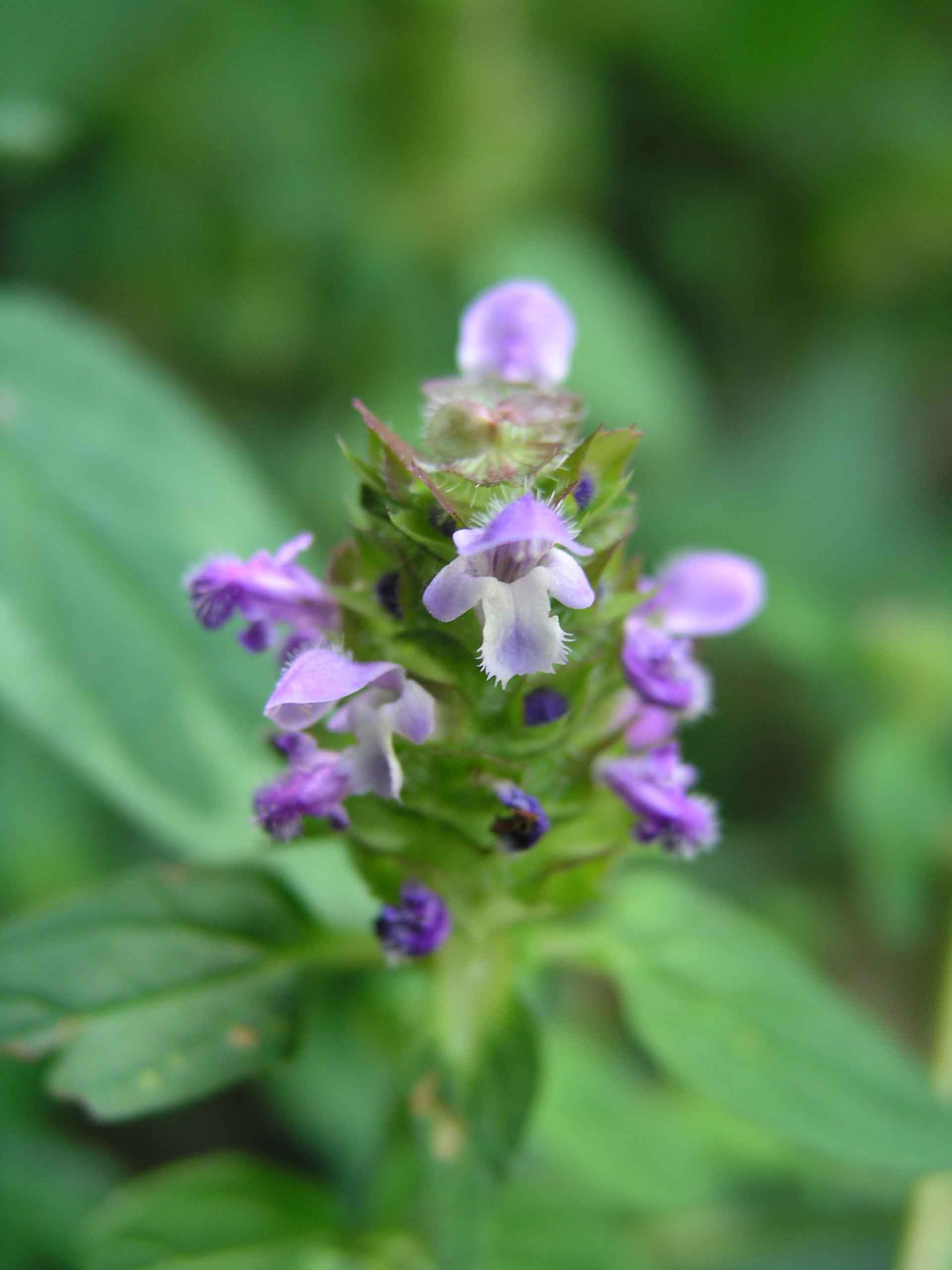 Prunella vulgaris / Prunella comune