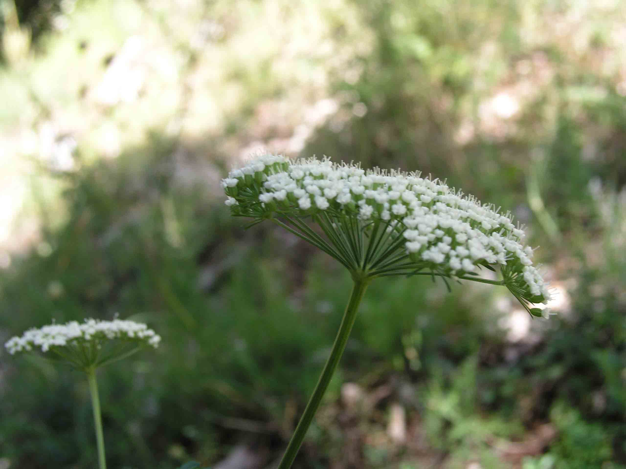 cfr. Peucedanum oreoselinum