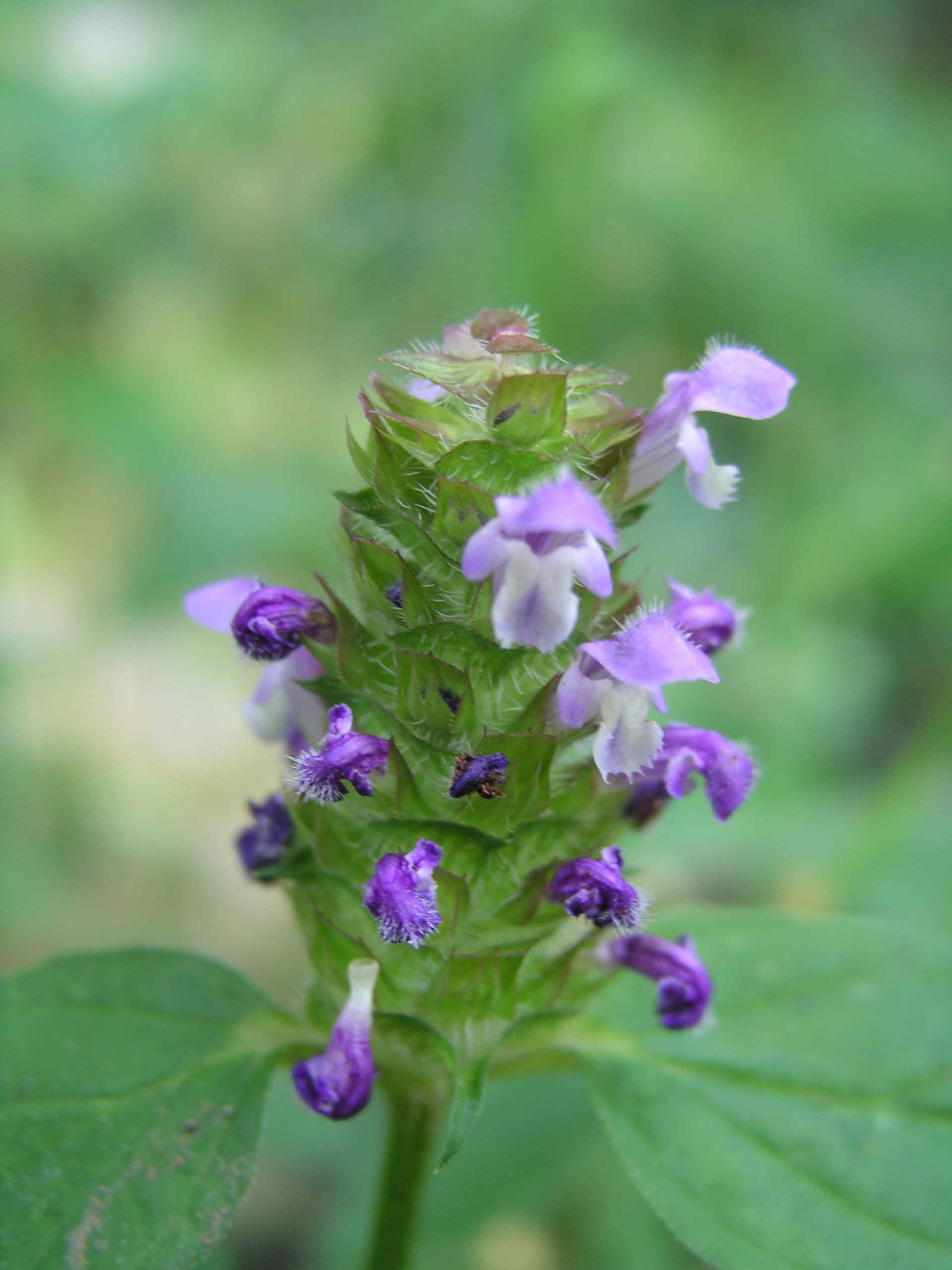 Prunella vulgaris / Prunella comune