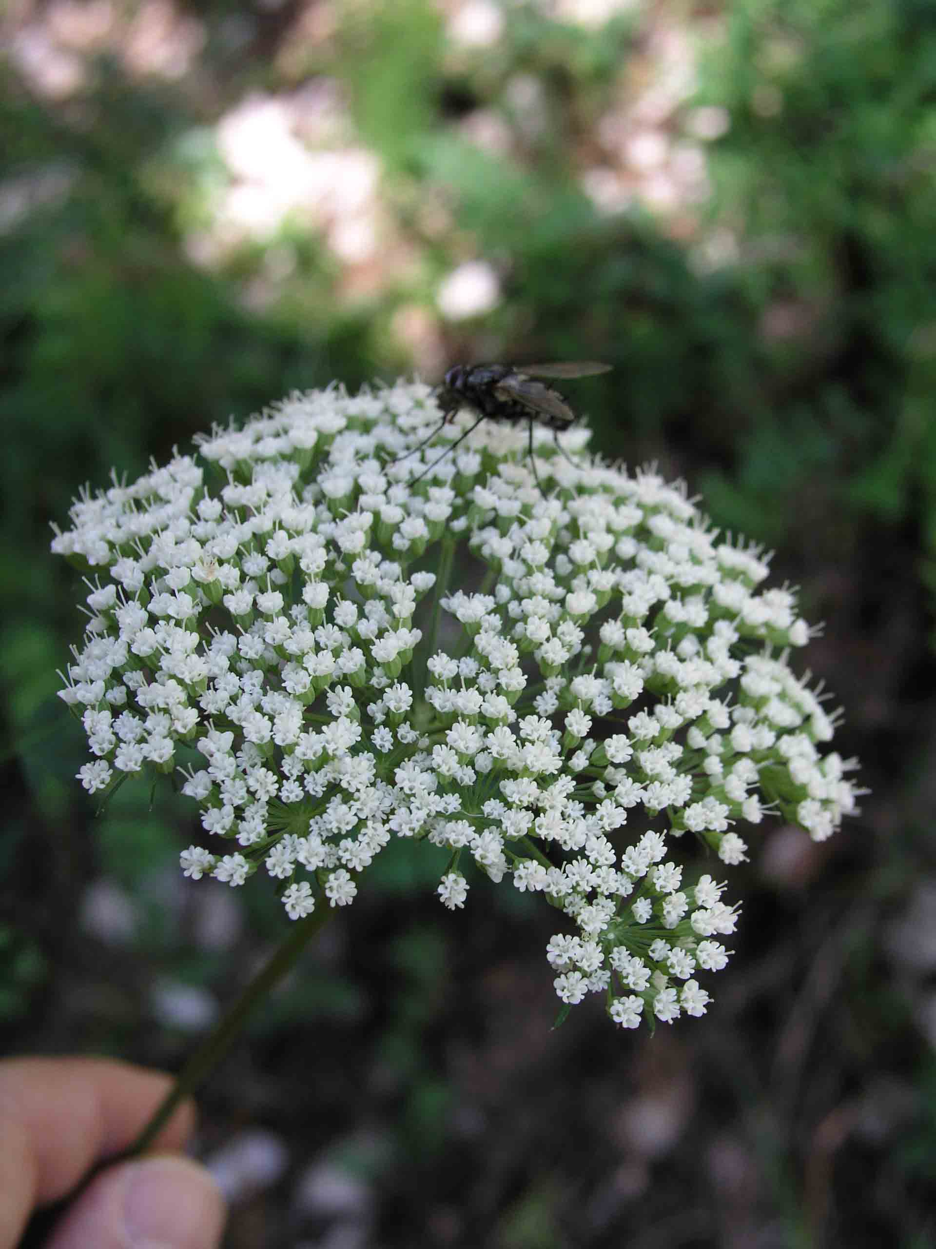cfr. Peucedanum oreoselinum