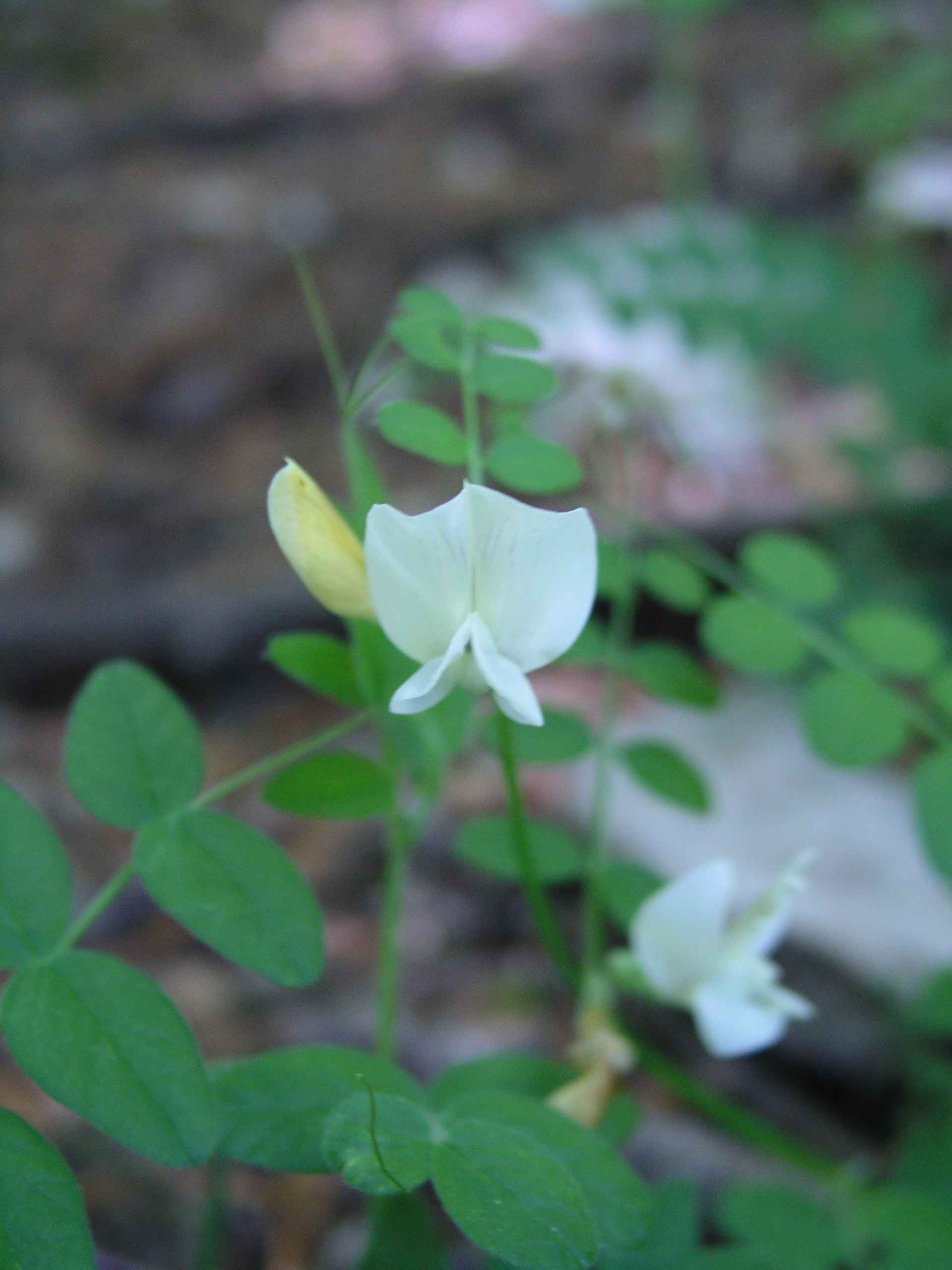 Vicia grandiflora / Veccia farfallona