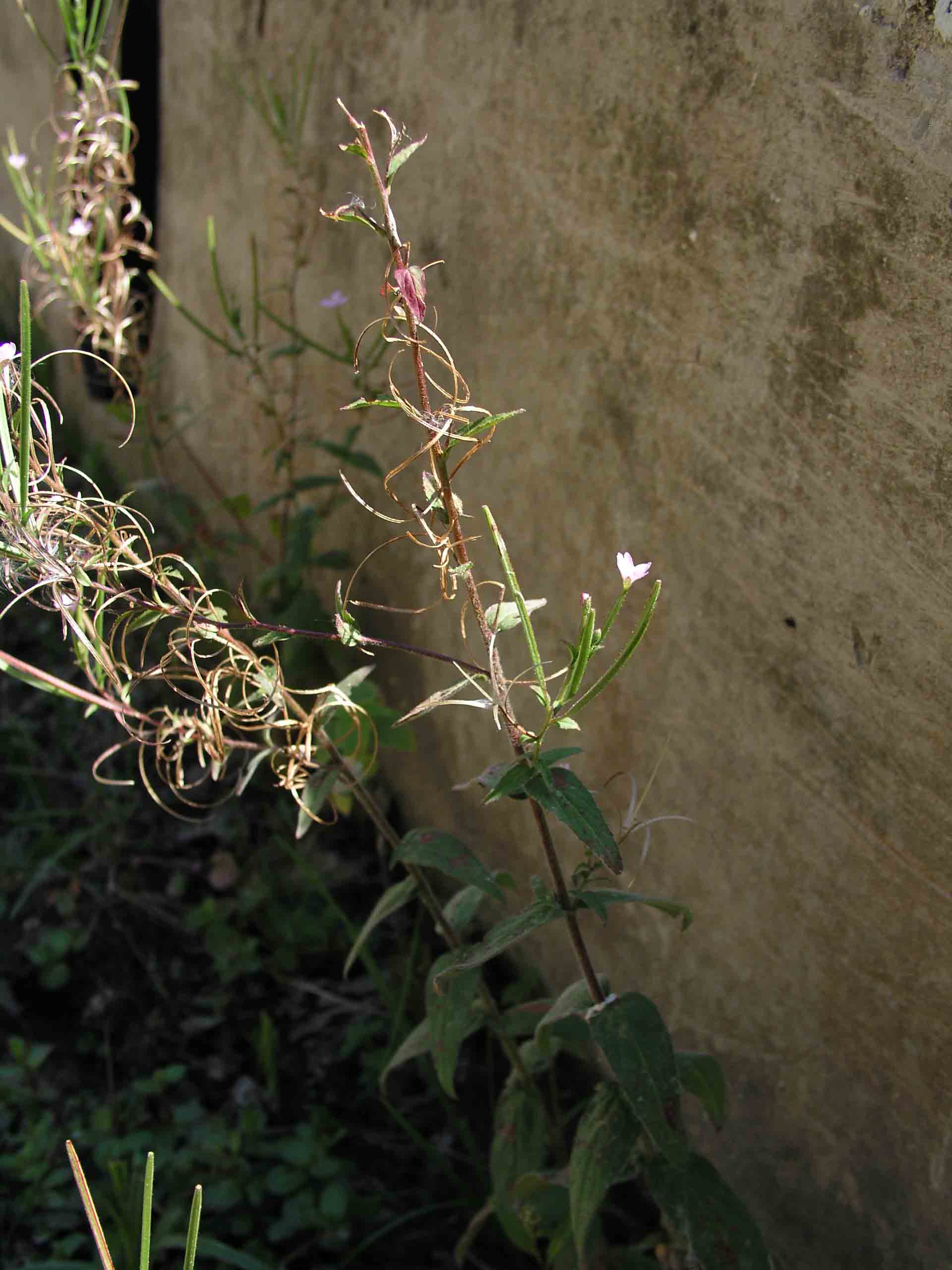 Vediamo un po'' - Epilobium sp.