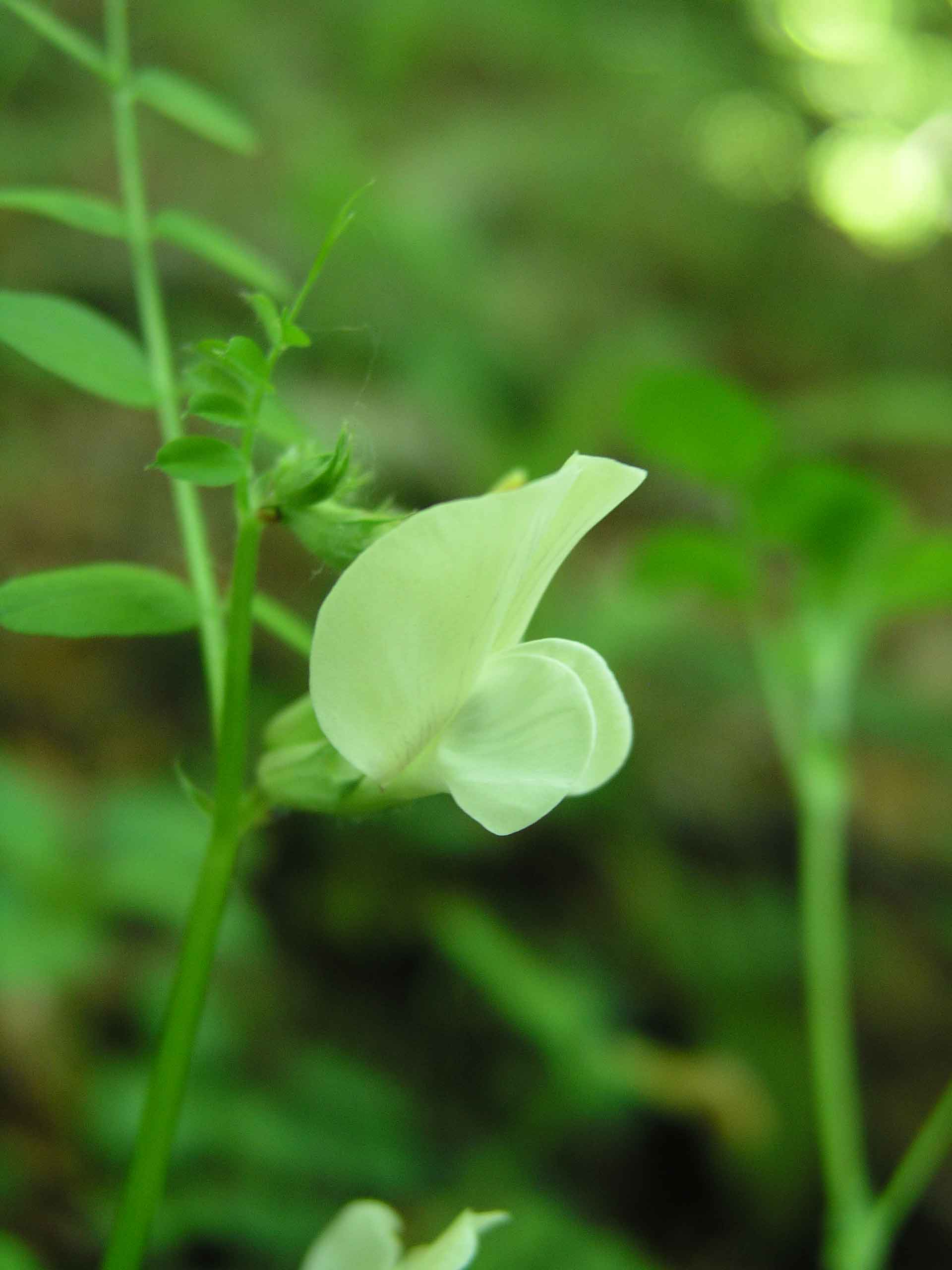Vicia grandiflora / Veccia farfallona
