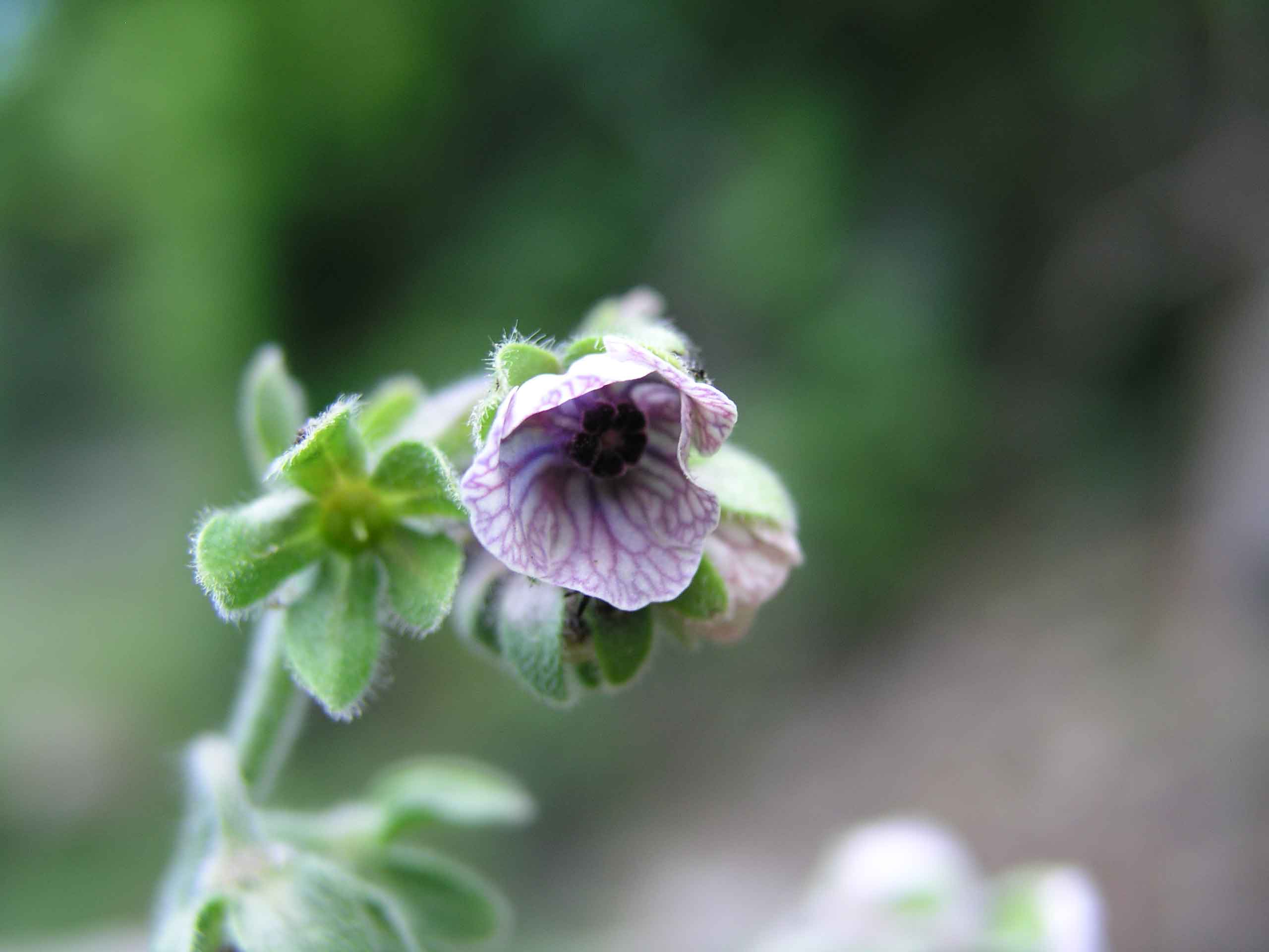 Cynoglossum creticum / Lingua di cane a fiori variegati