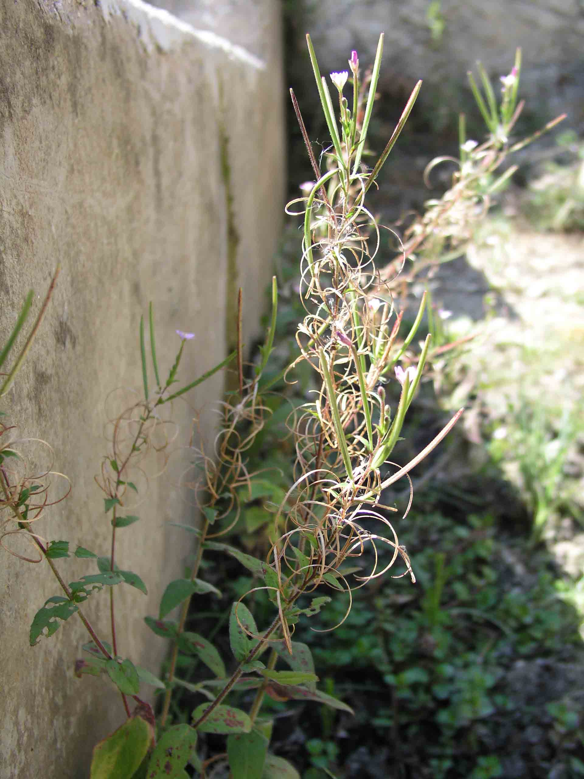 Vediamo un po'' - Epilobium sp.