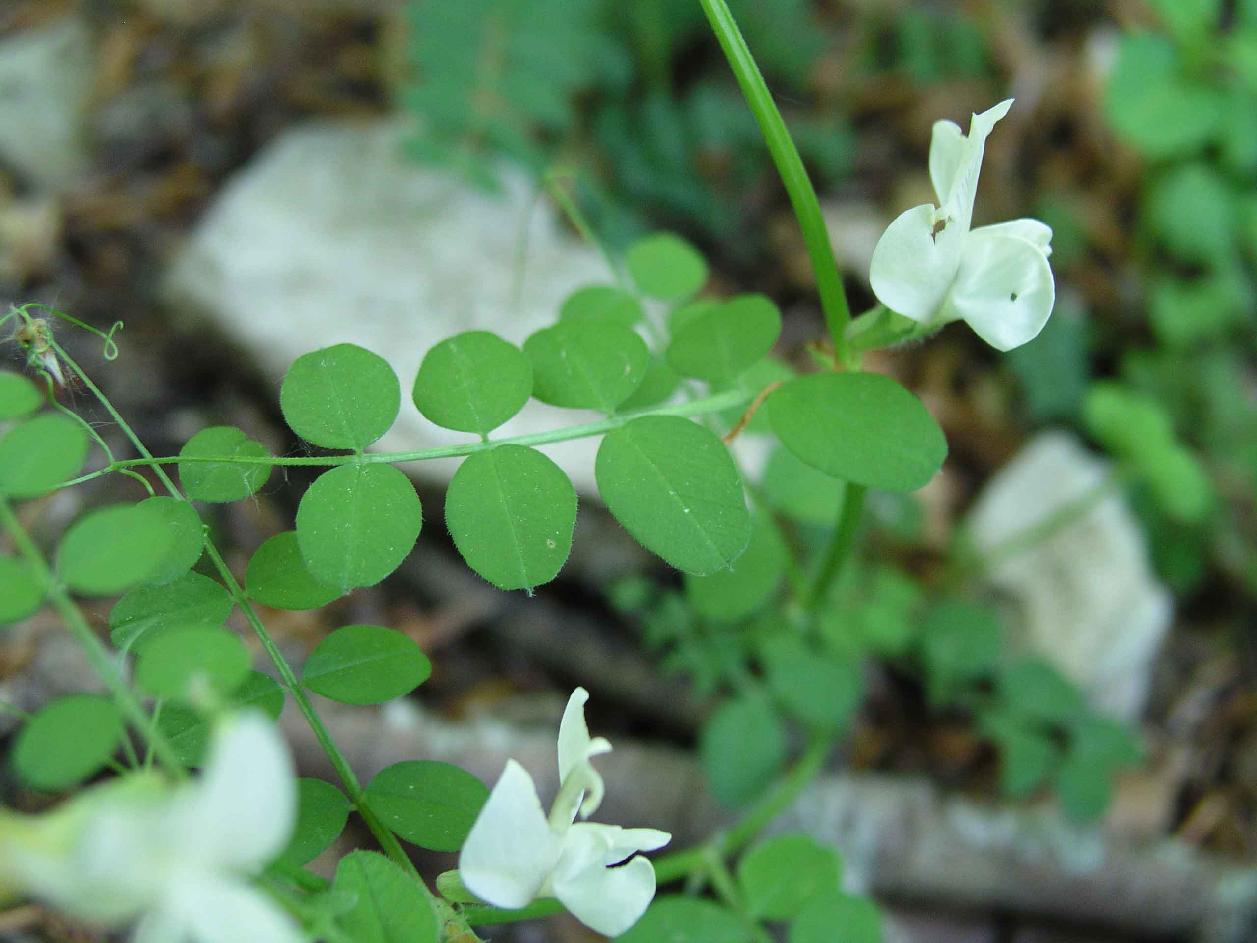 Vicia grandiflora / Veccia farfallona