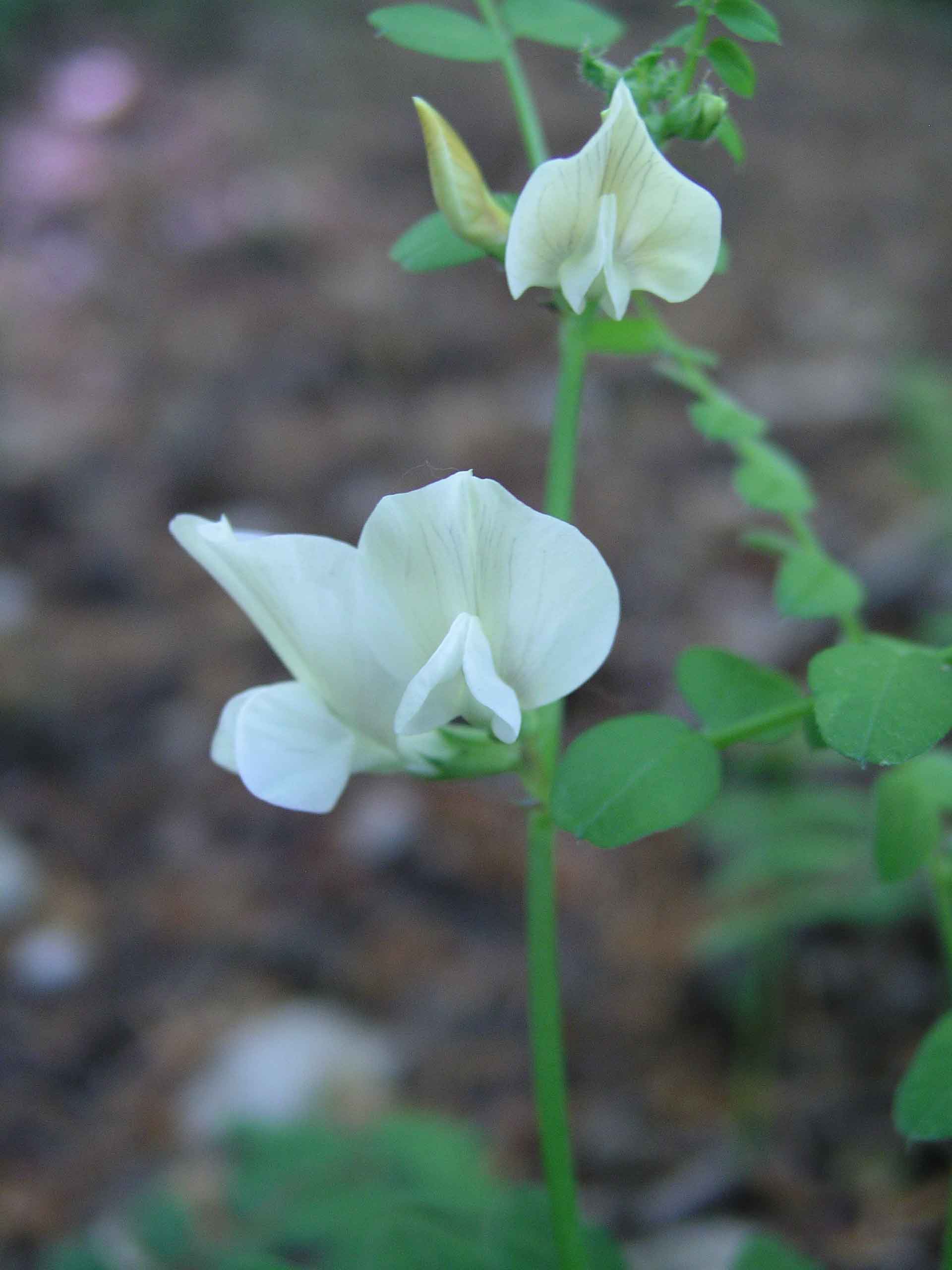 Vicia grandiflora / Veccia farfallona