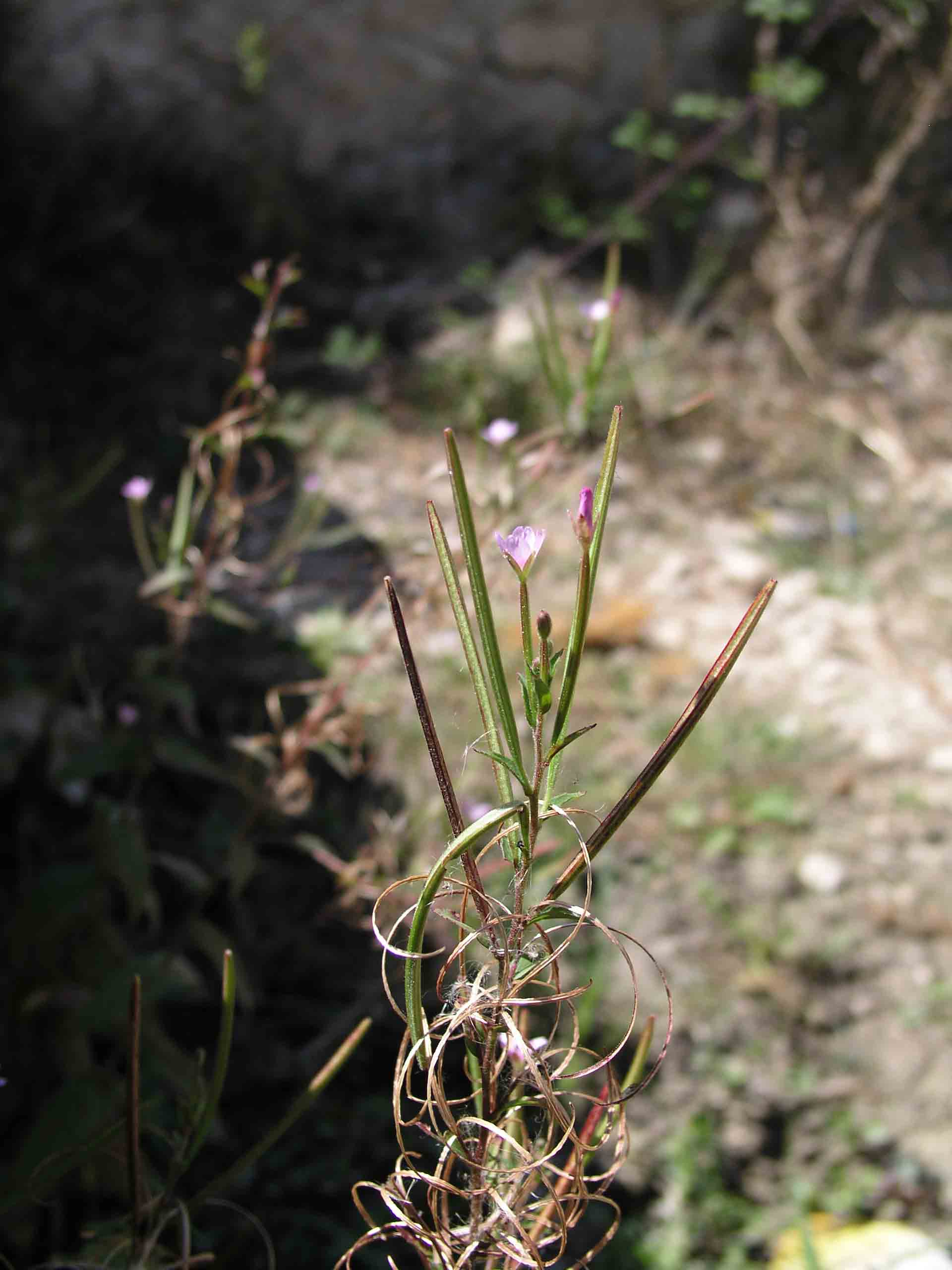 Vediamo un po'' - Epilobium sp.