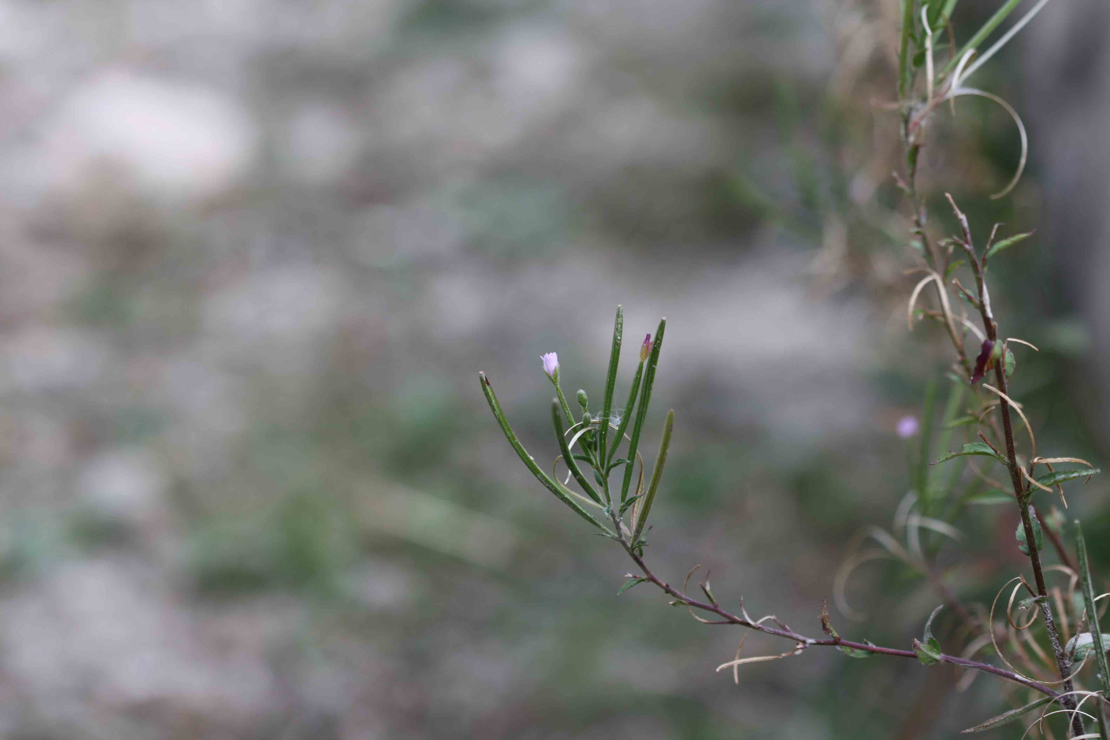 Vediamo un po'' - Epilobium sp.