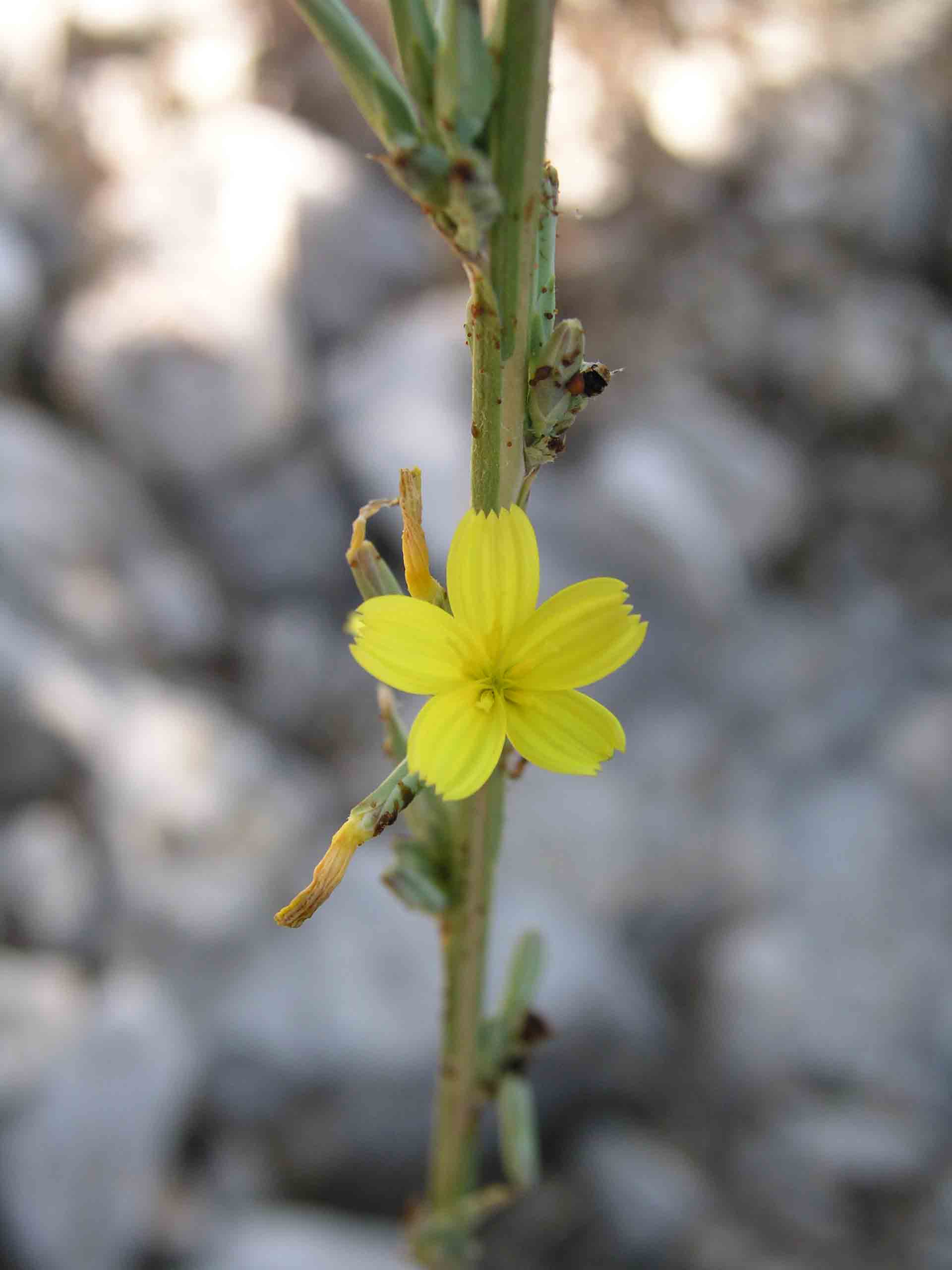 Giallino e tremolino - Lactuca cfr. viminea sl.