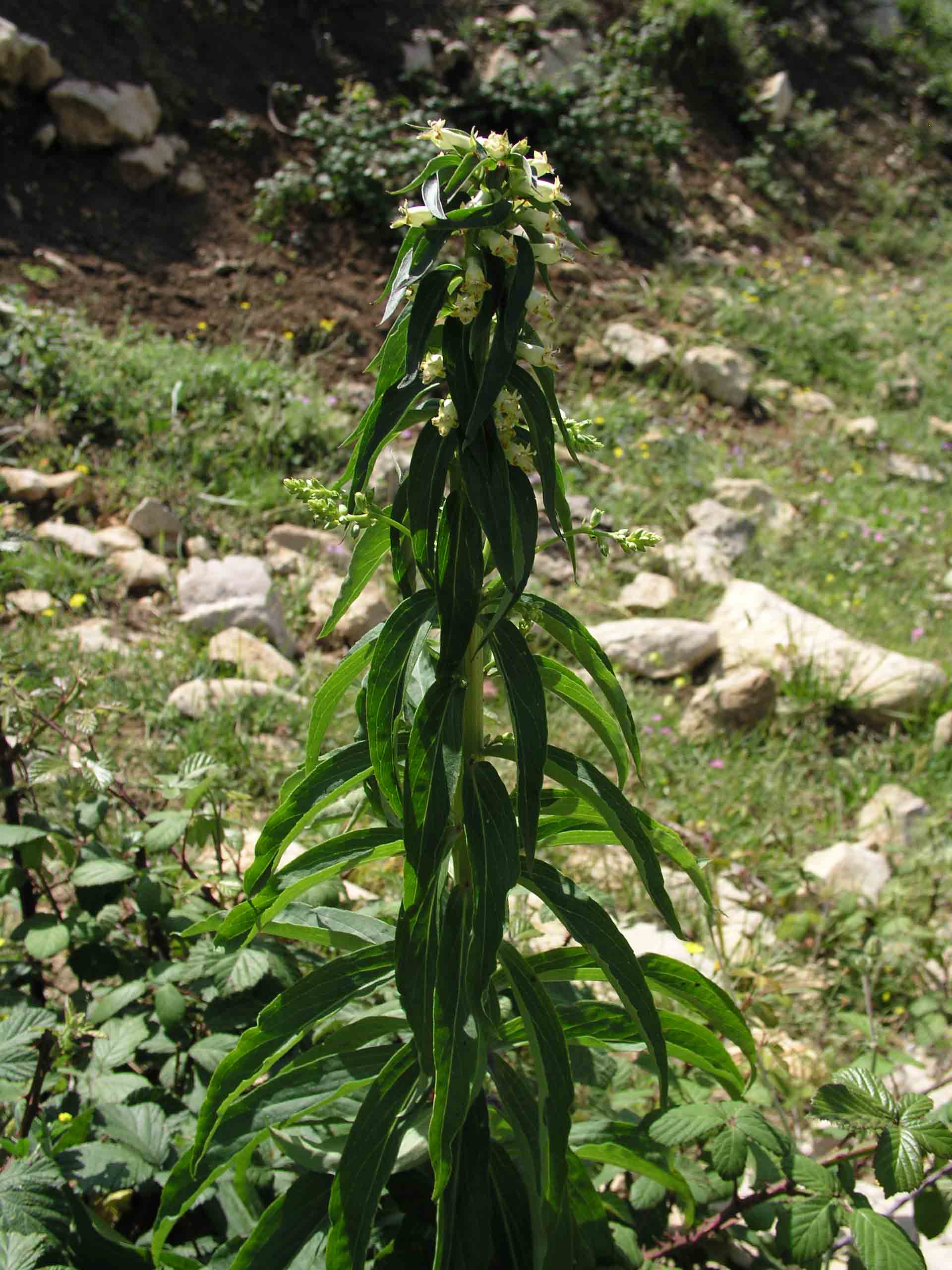 Digitalis micrantha