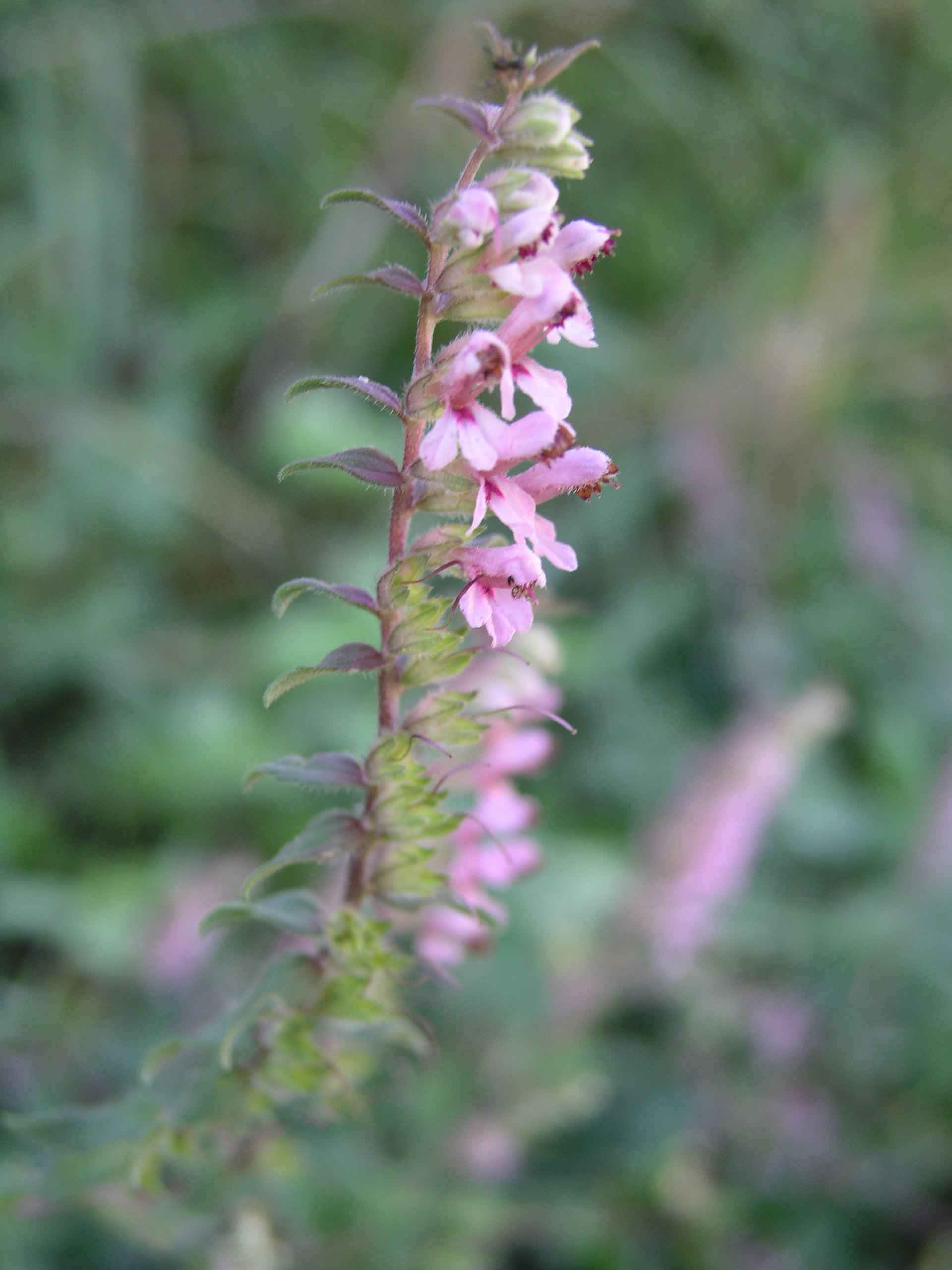 Odontites vulgaris / Perlina rossa