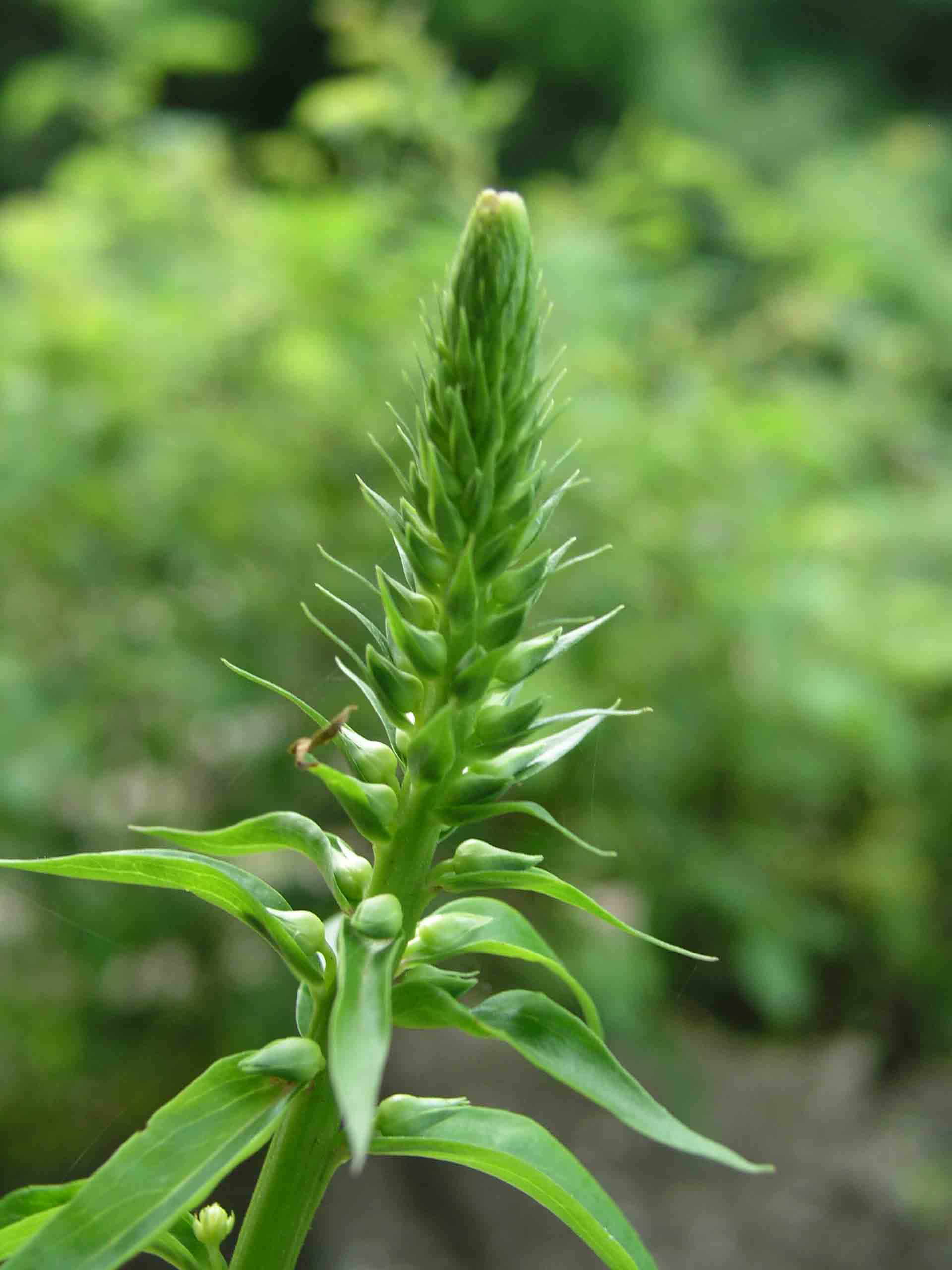 Verr un fiore o ci dobbiamo accontentare? - Digitalis sp.