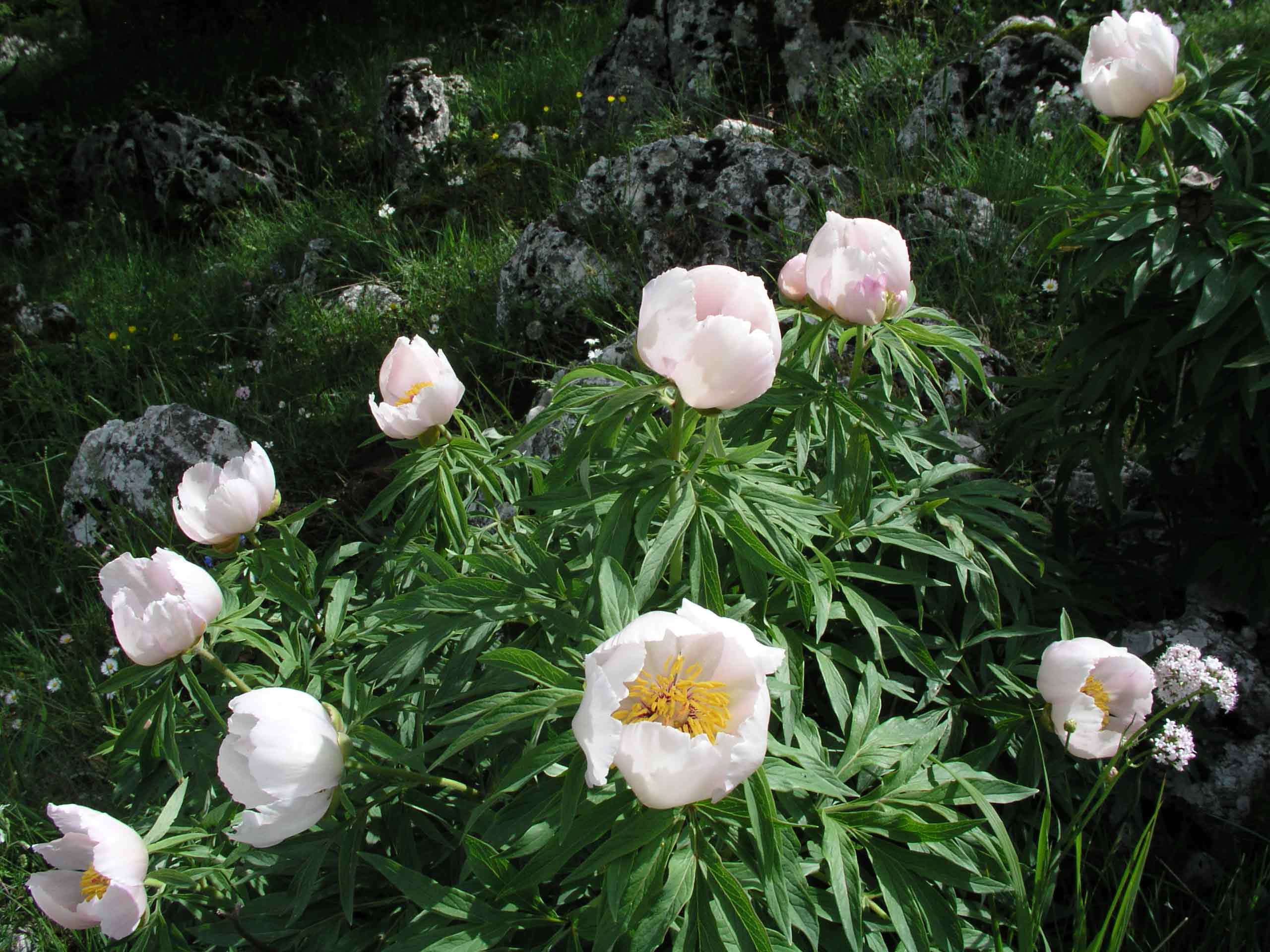 Paeonia officinalis subsp. italica /  Peonia italica