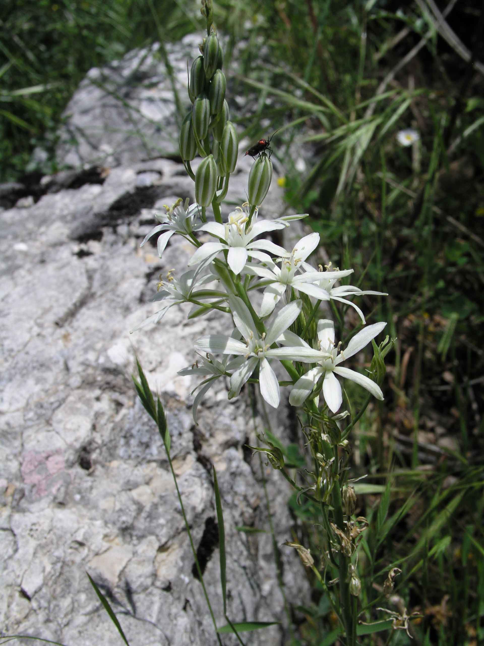 Loncomelos narbonensis e L. brevistylus