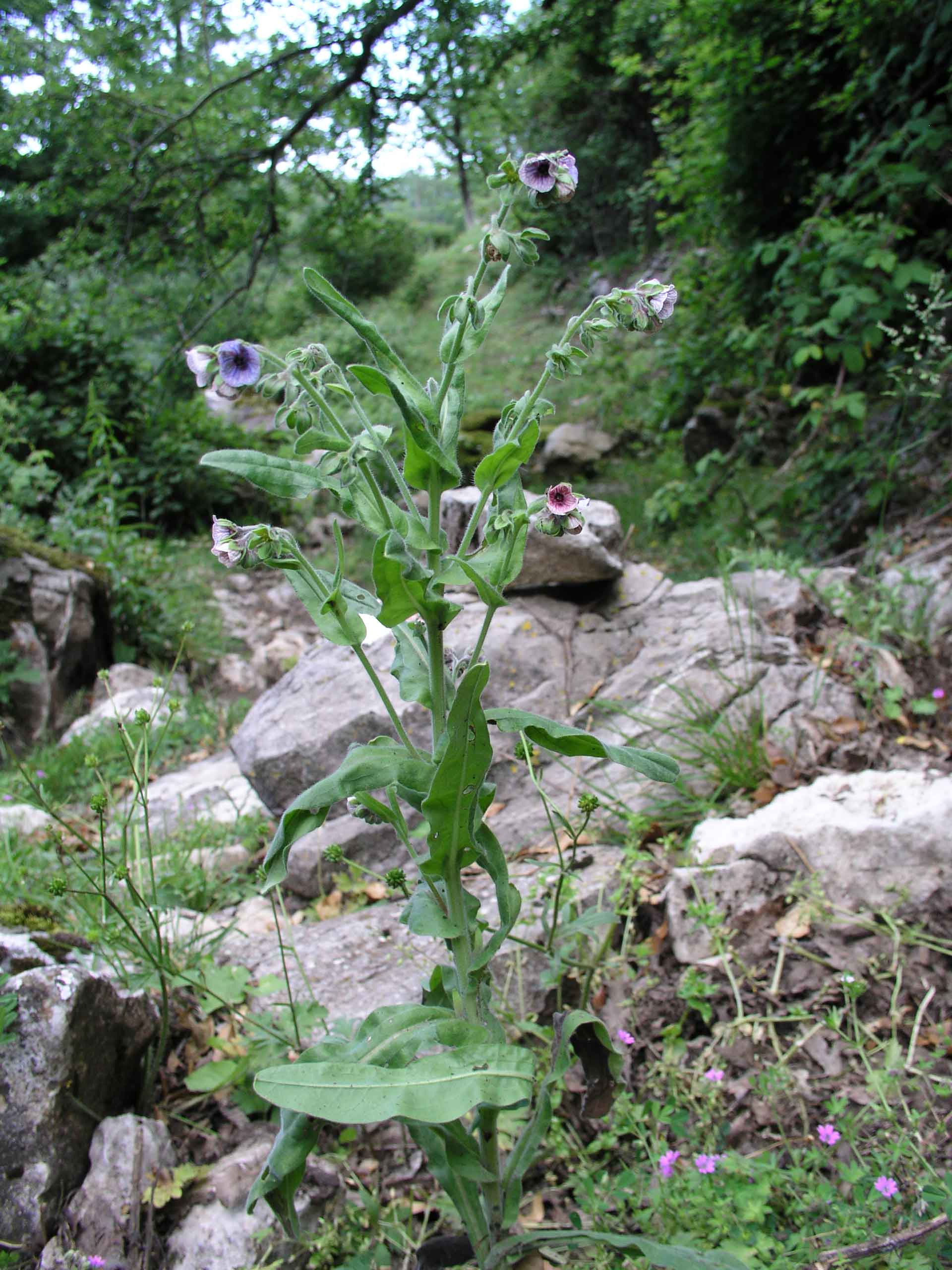 Cynoglossum creticum / Lingua di cane a fiori variegati