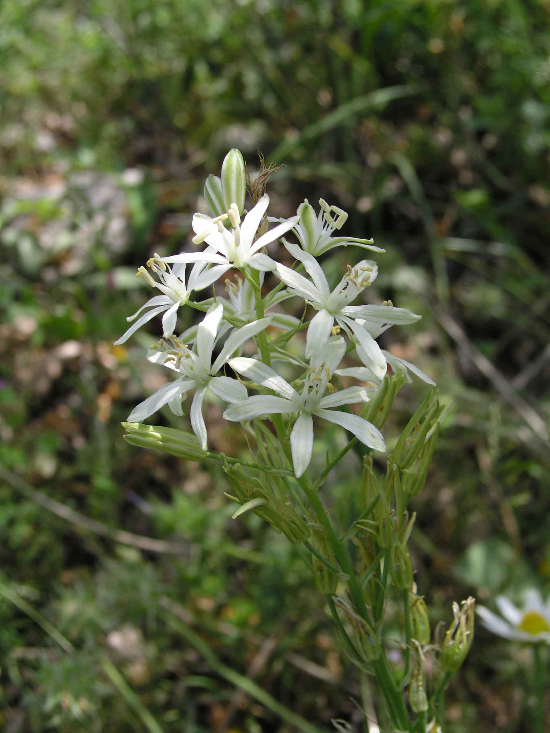 Loncomelos narbonensis e L. brevistylus
