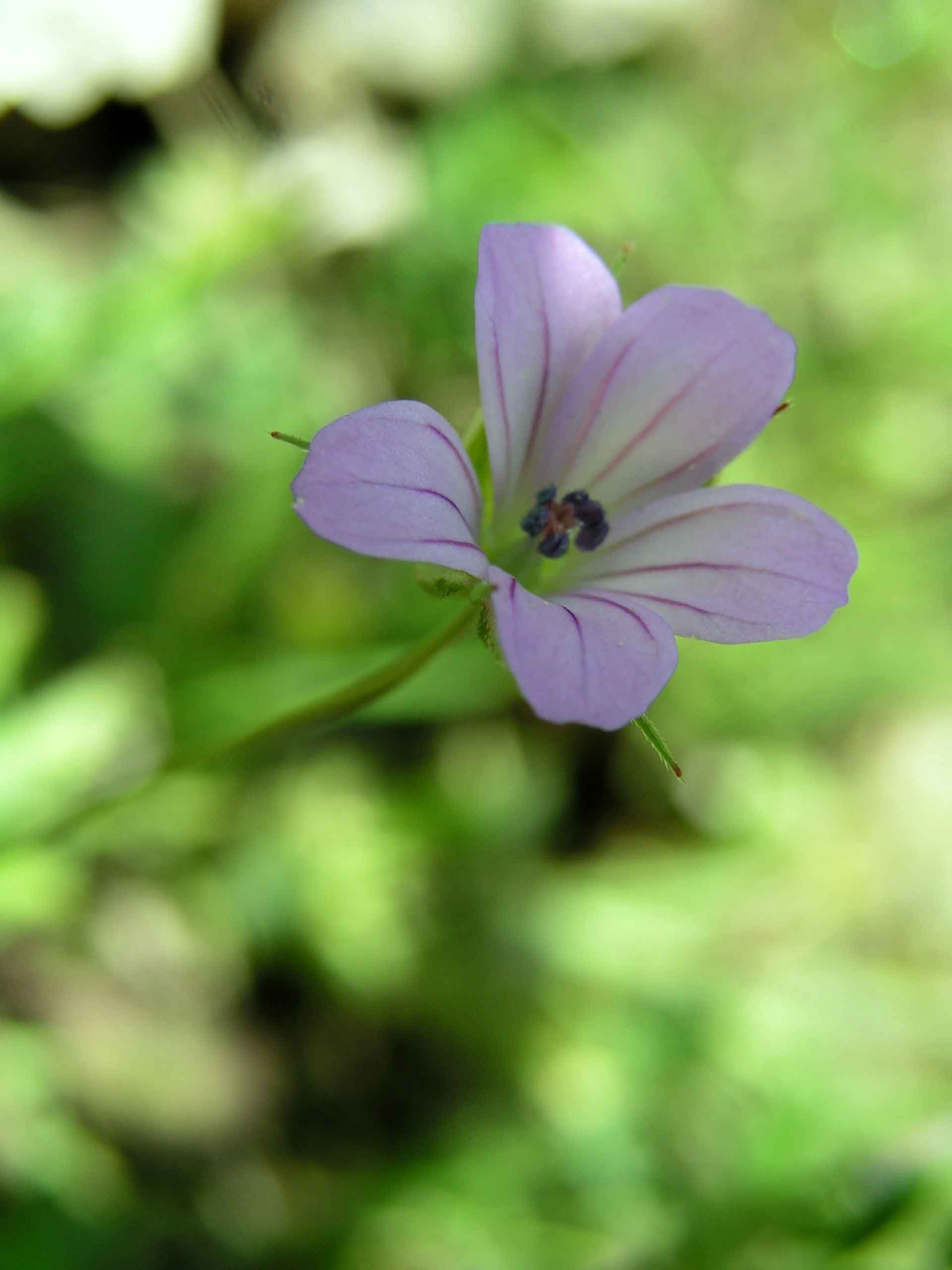 Geranium columbinum / Geranio colombino