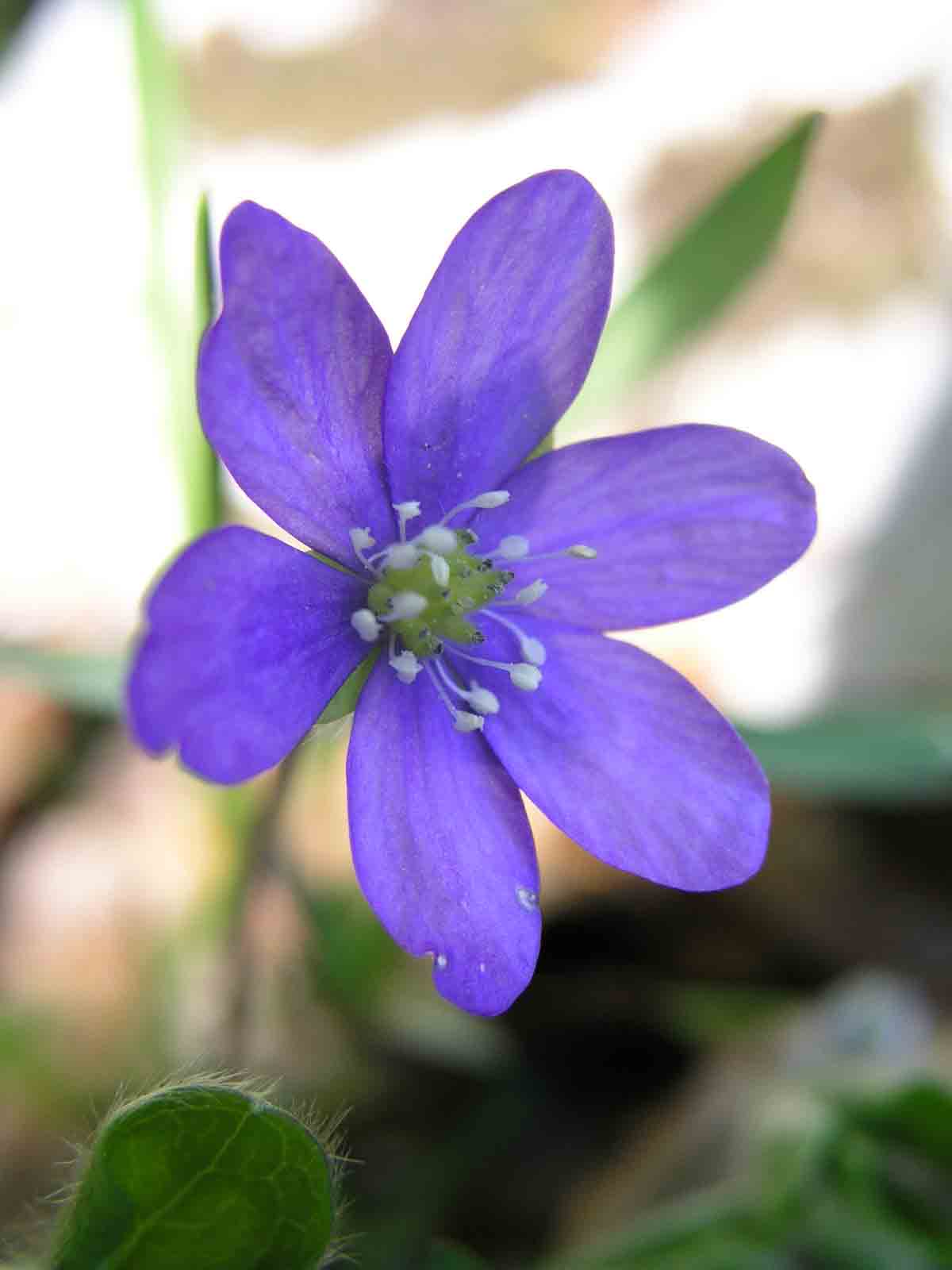 Hepatica nobilis
