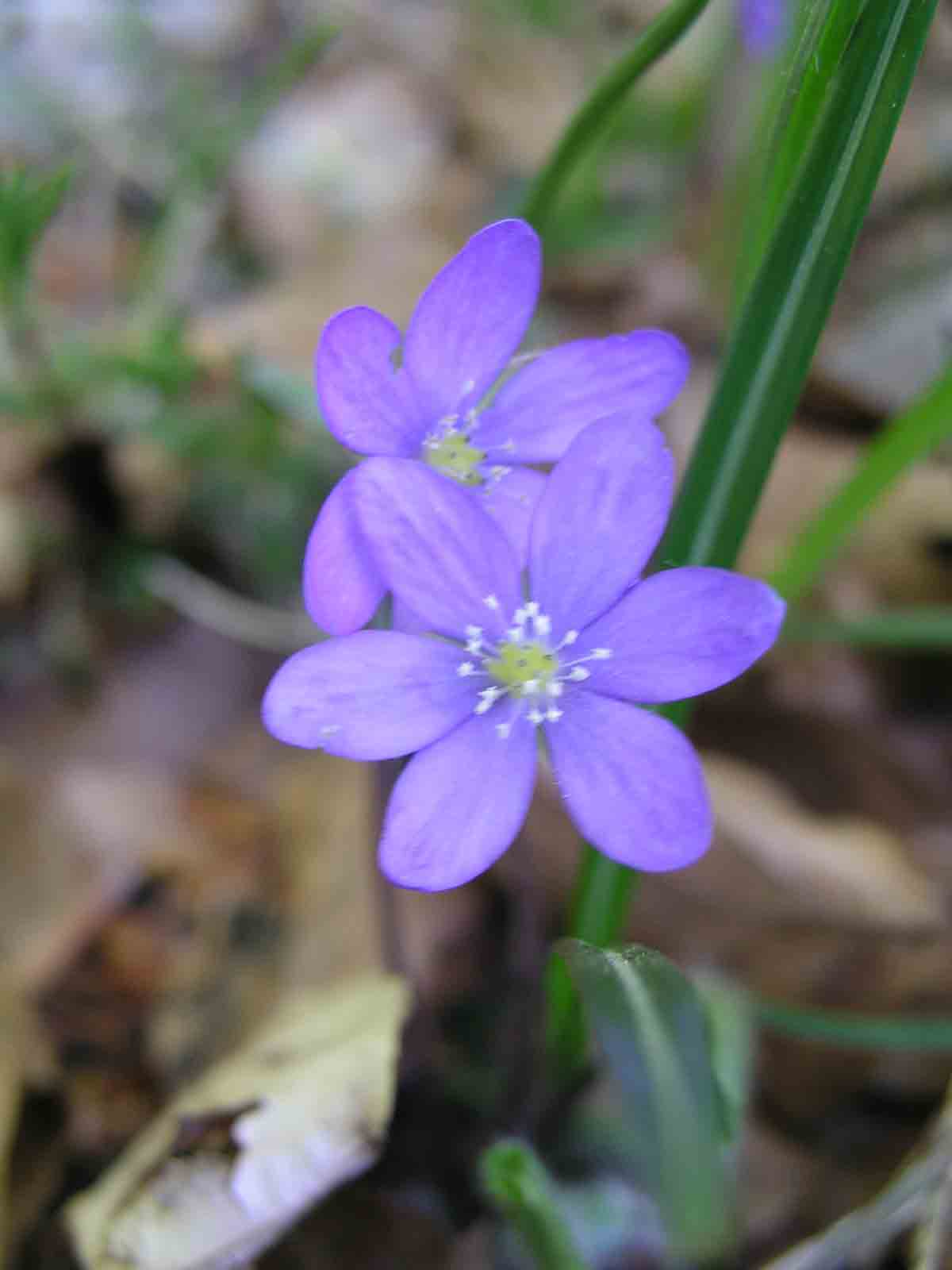 Hepatica nobilis