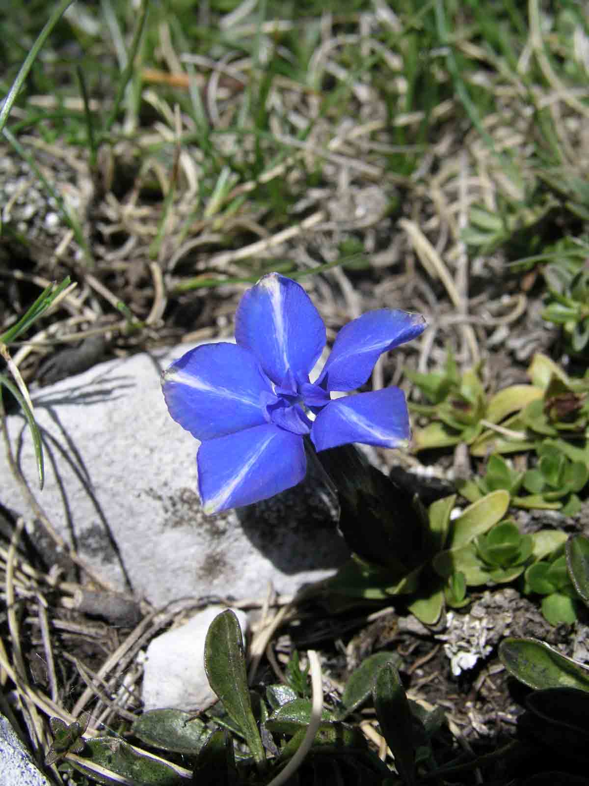 Tutti i contributi sono benvenuti 2 Gentiana verna