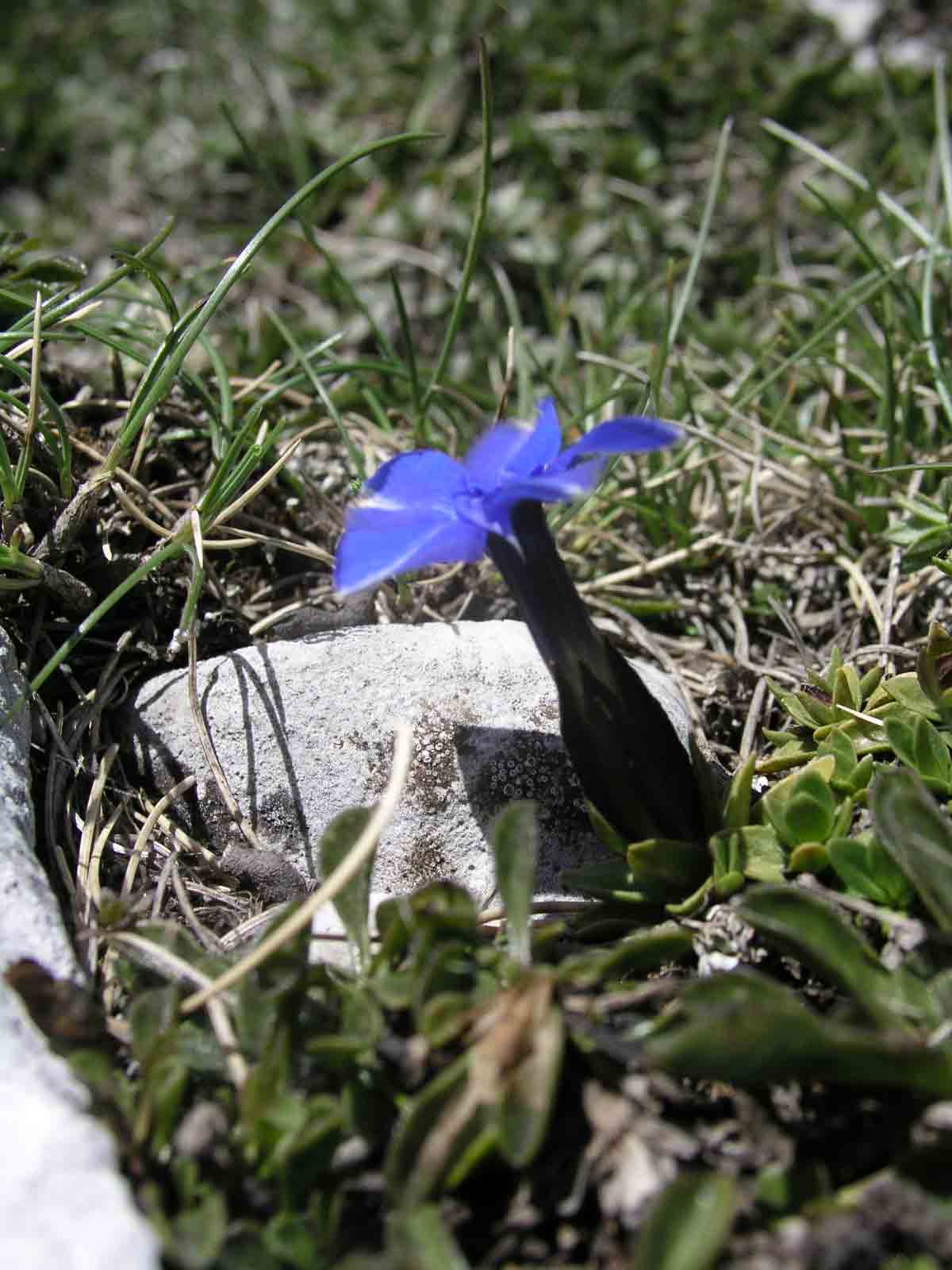 Tutti i contributi sono benvenuti 2 Gentiana verna