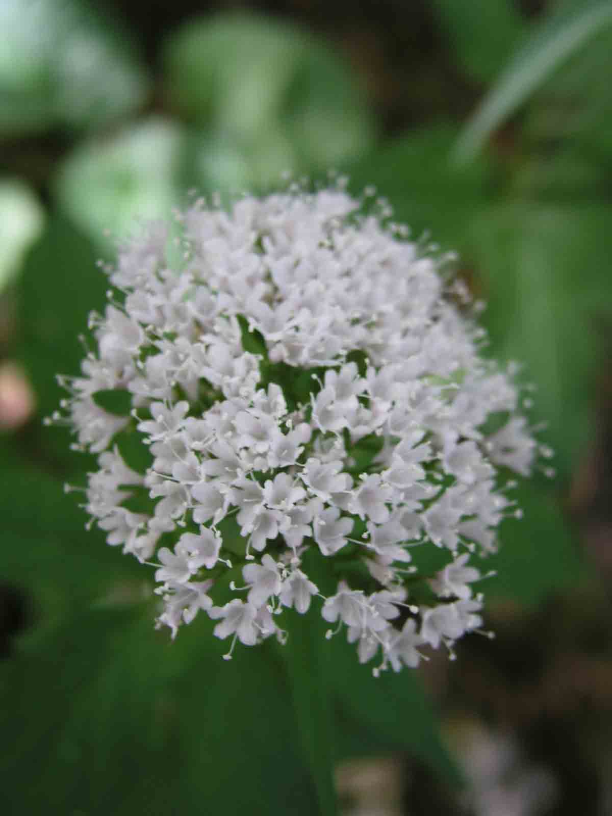 Valeriana tripteris