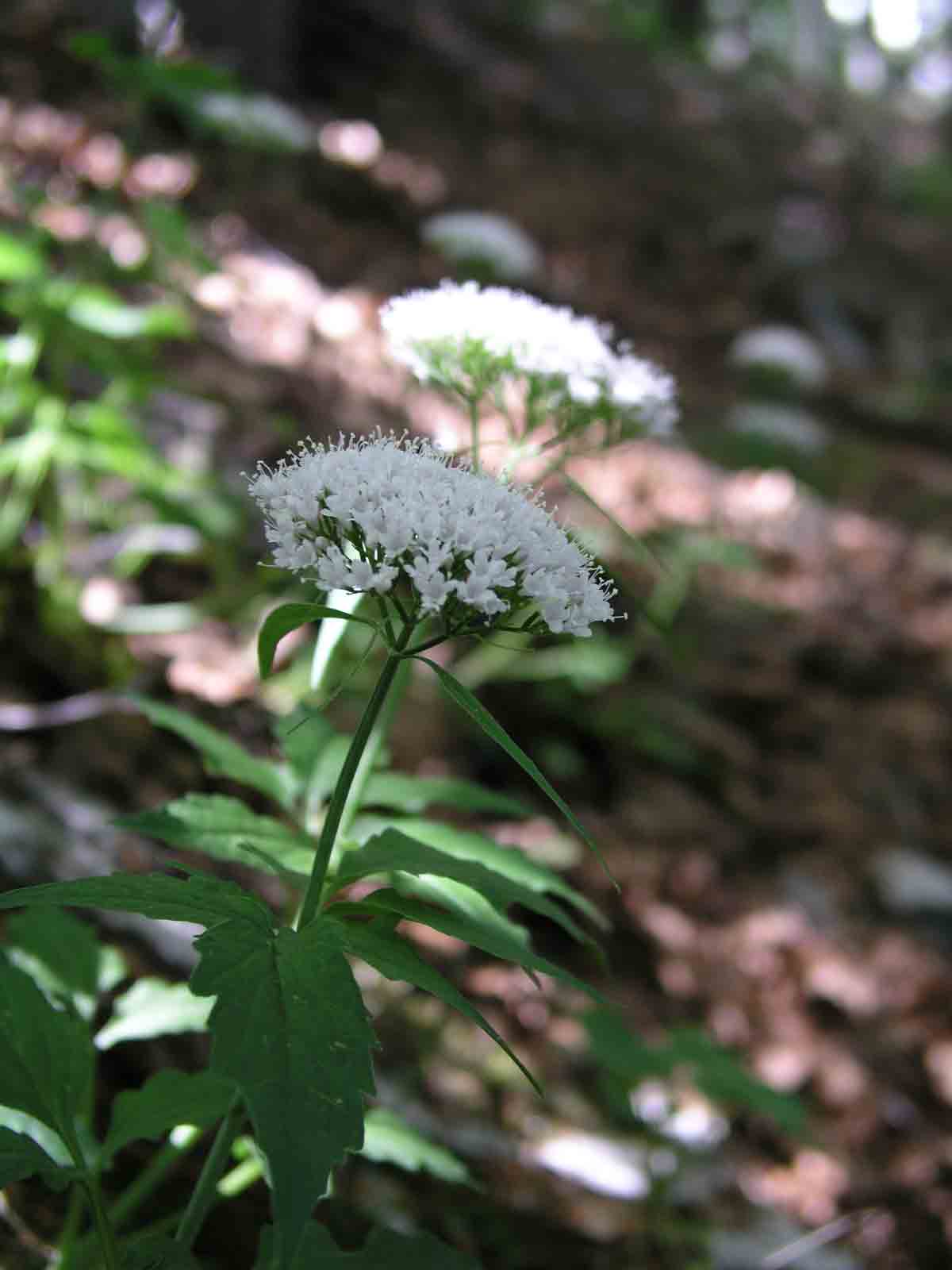 Valeriana tripteris