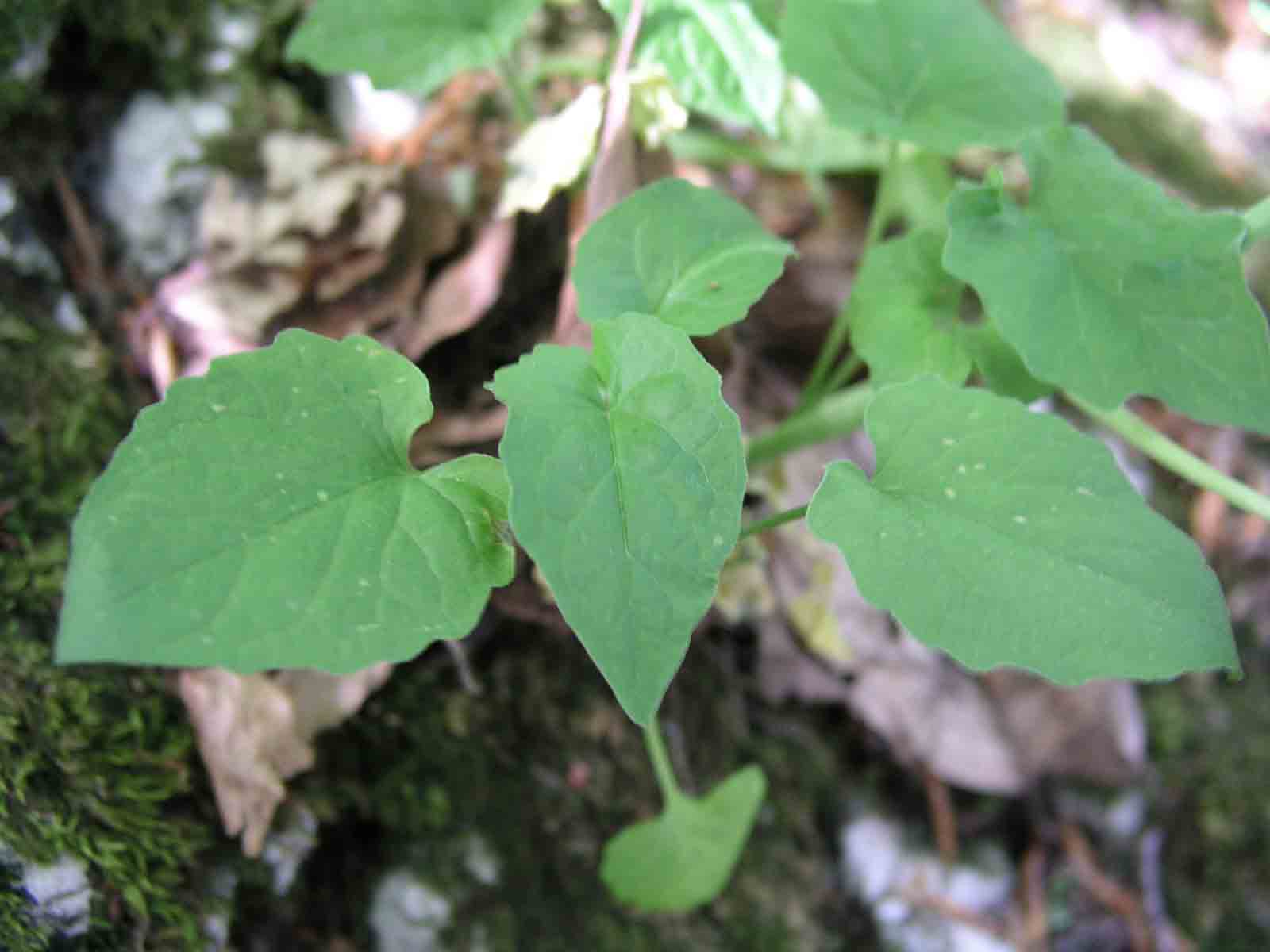 Valeriana tripteris