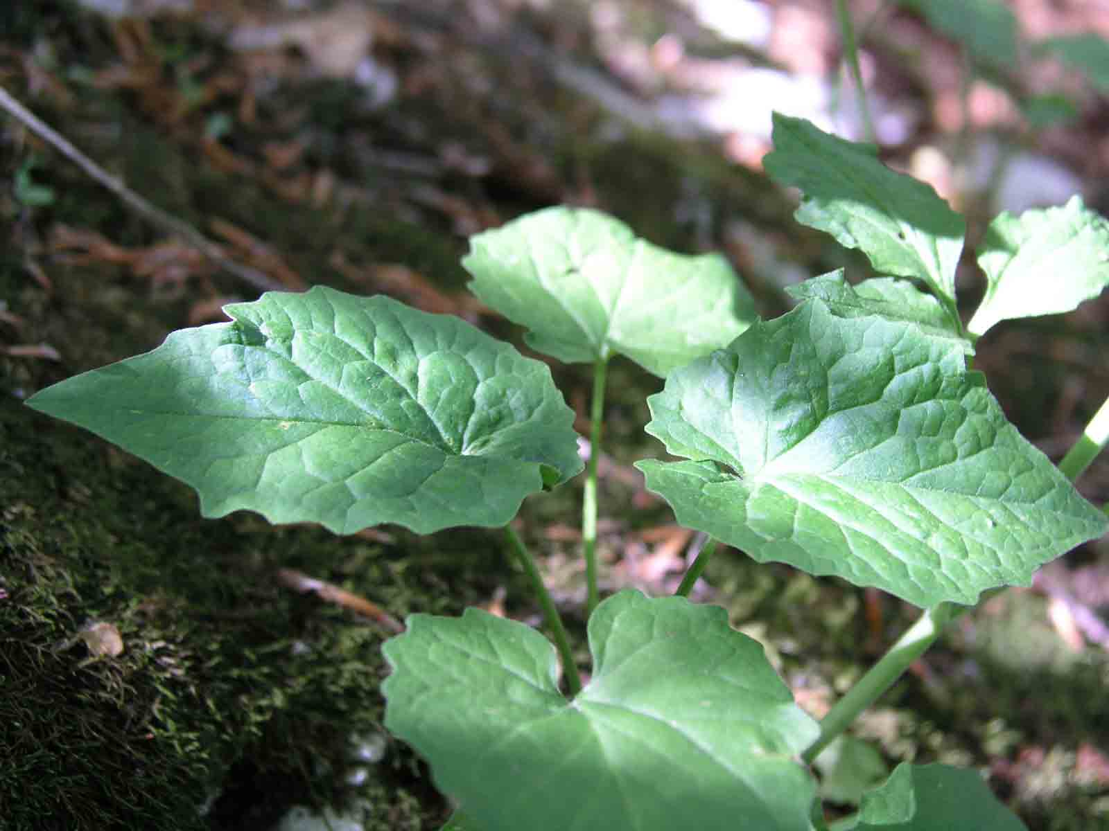 Valeriana tripteris