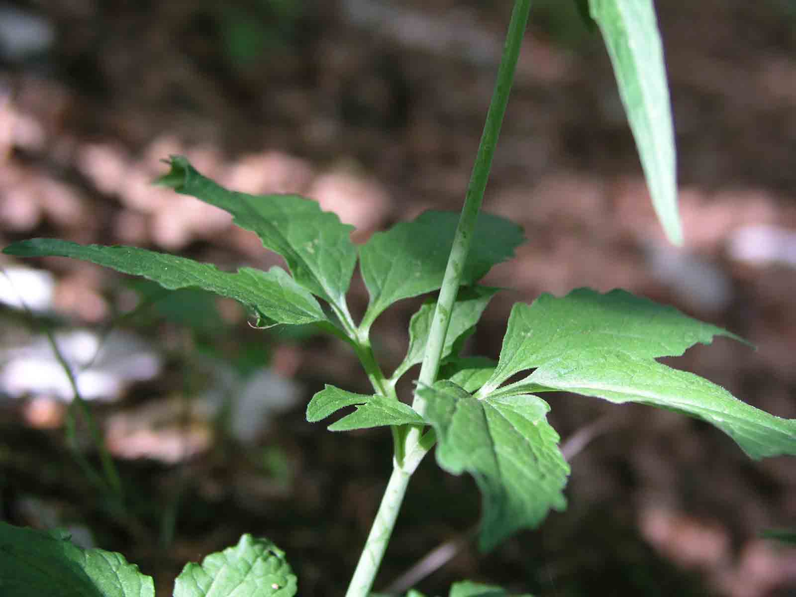 Valeriana tripteris