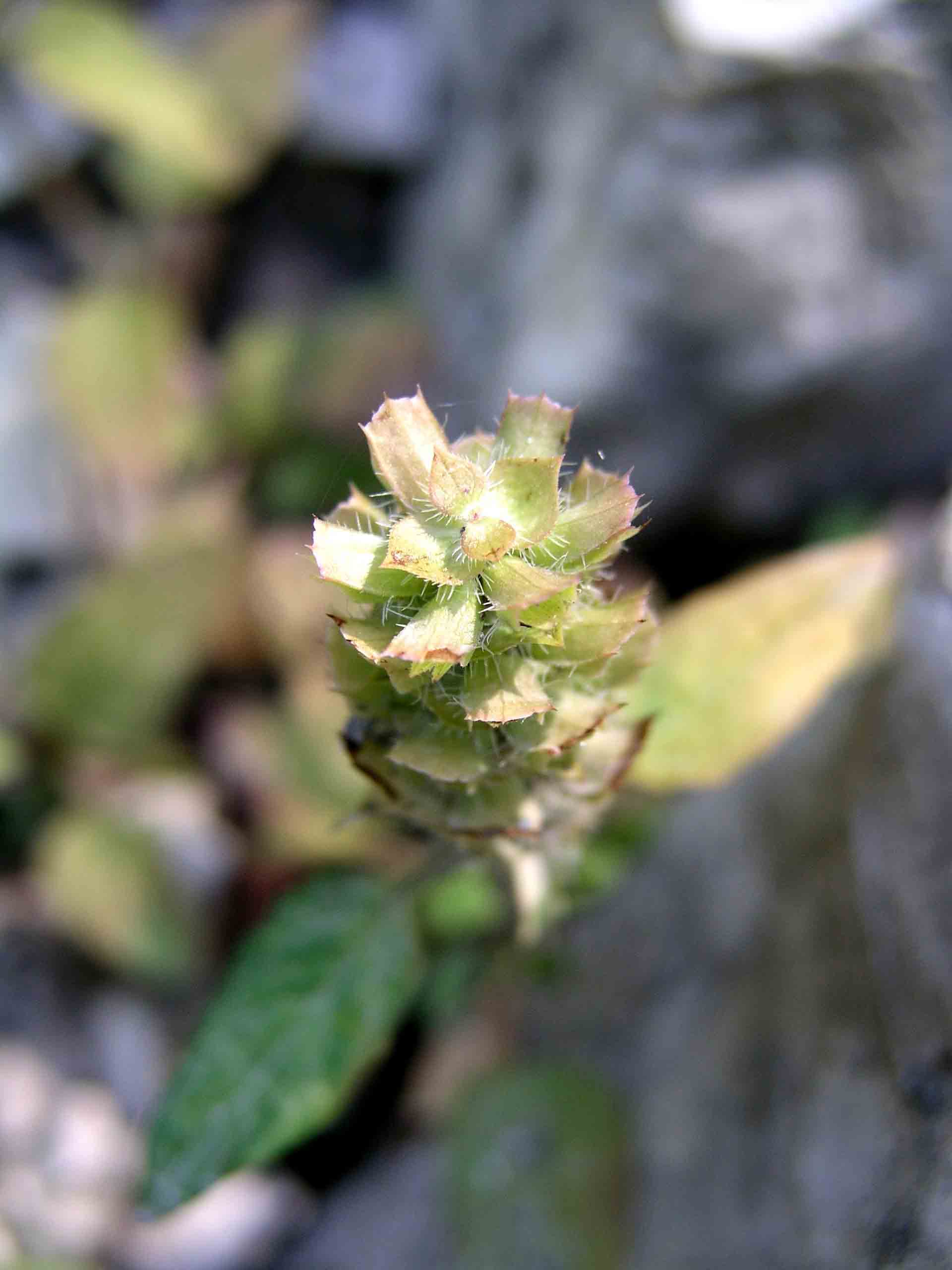 Prunella vulgaris