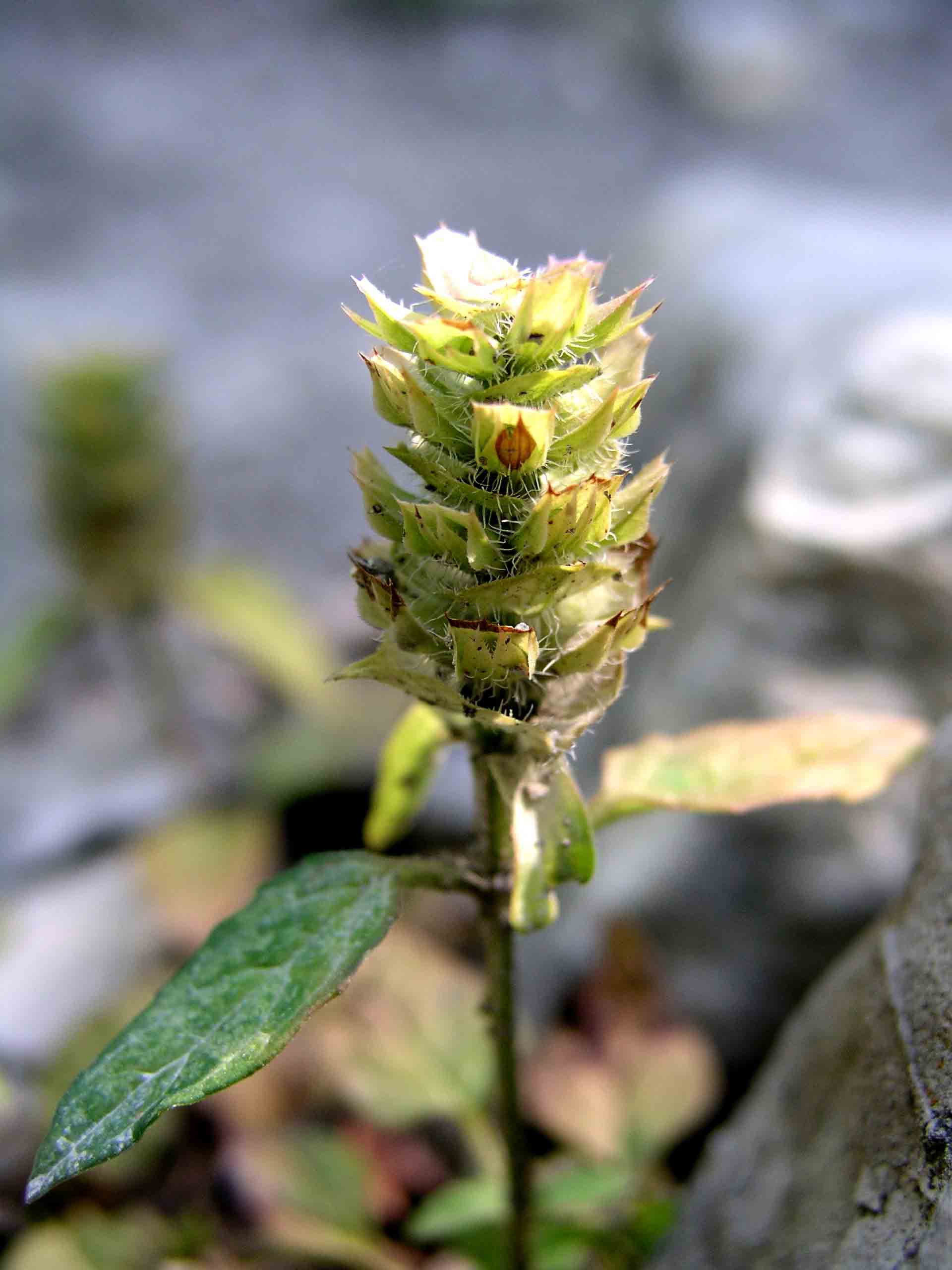 Prunella vulgaris