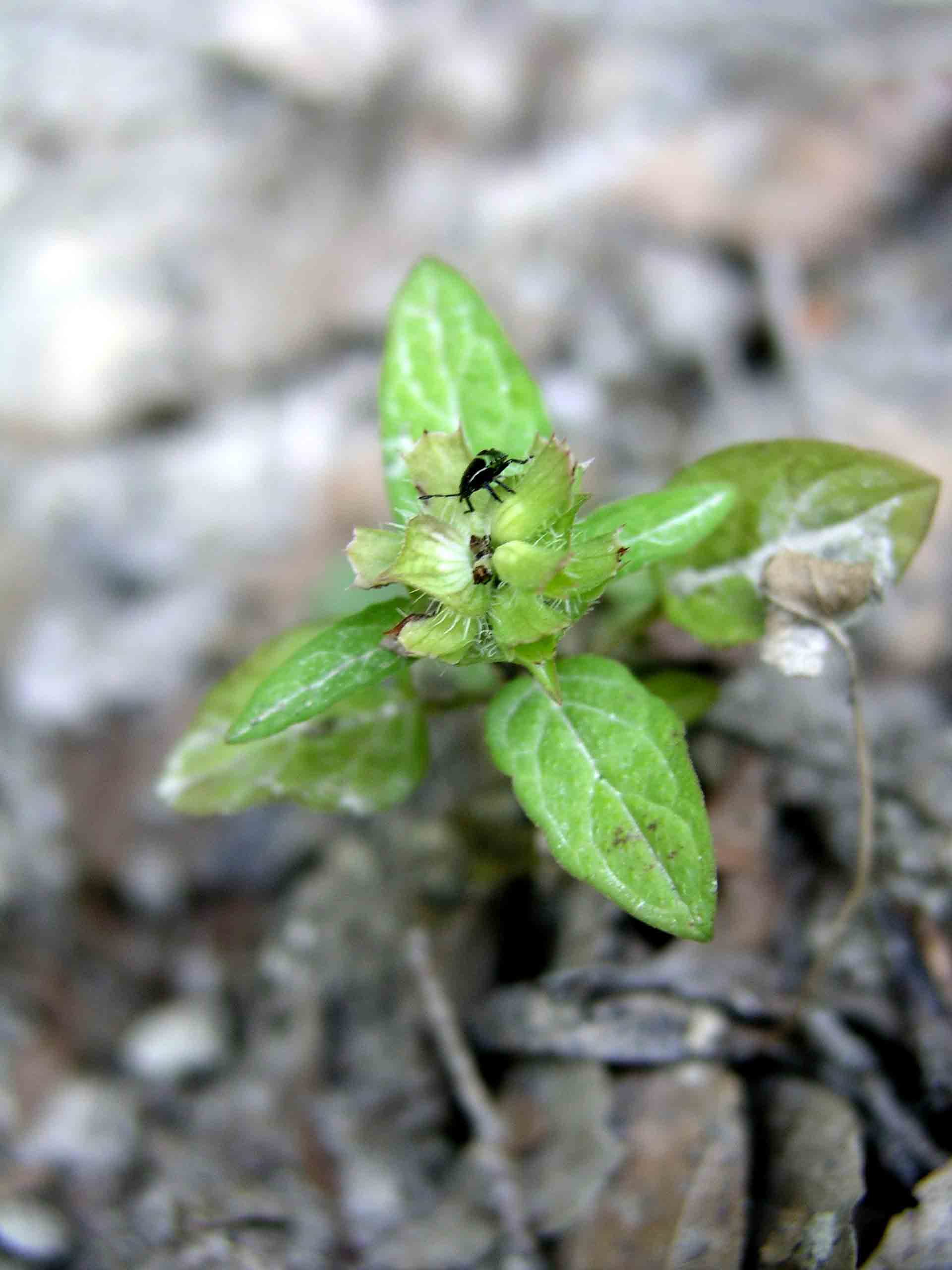 Prunella vulgaris