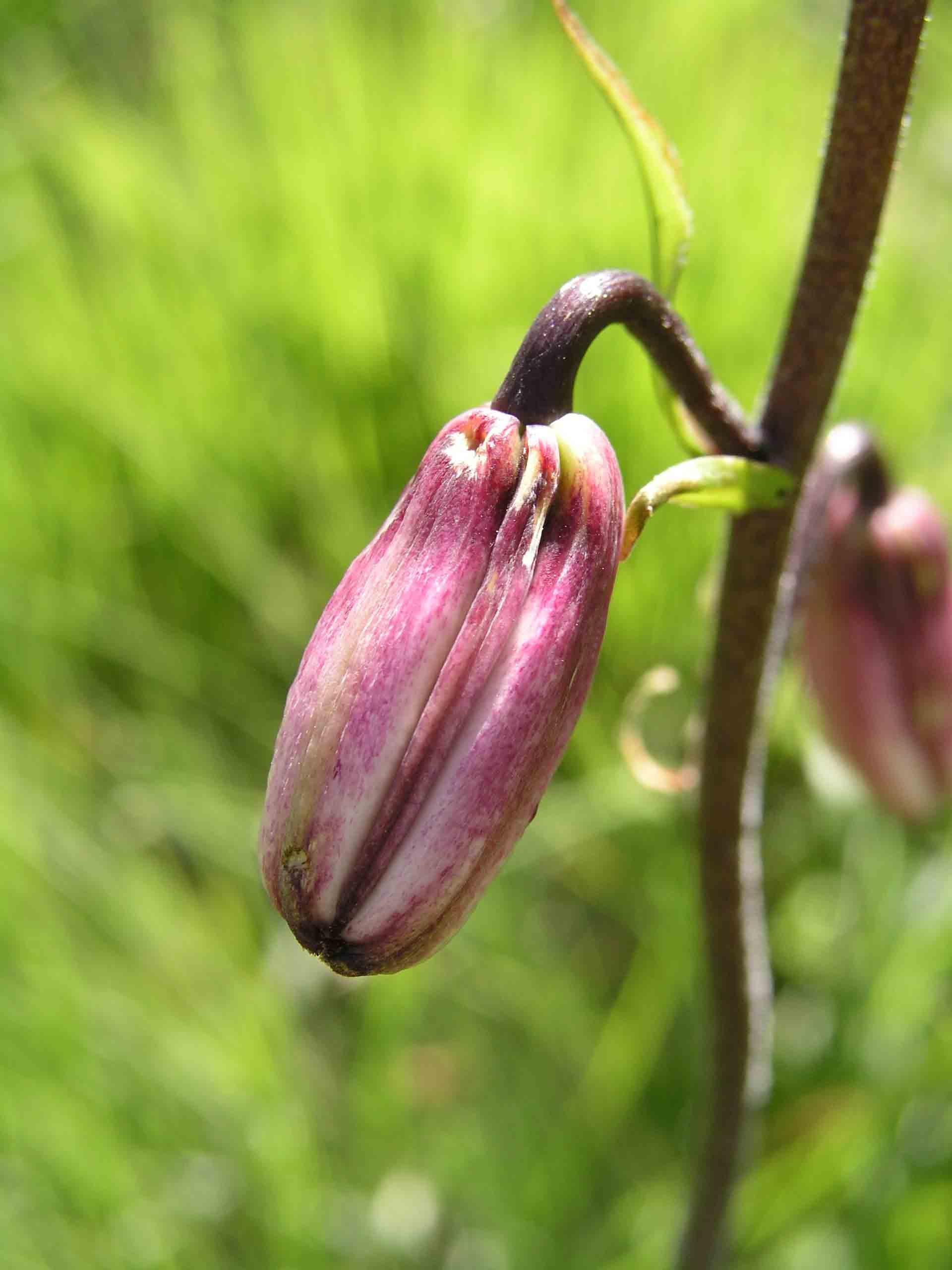 Lilium martagon / Giglio martagone
