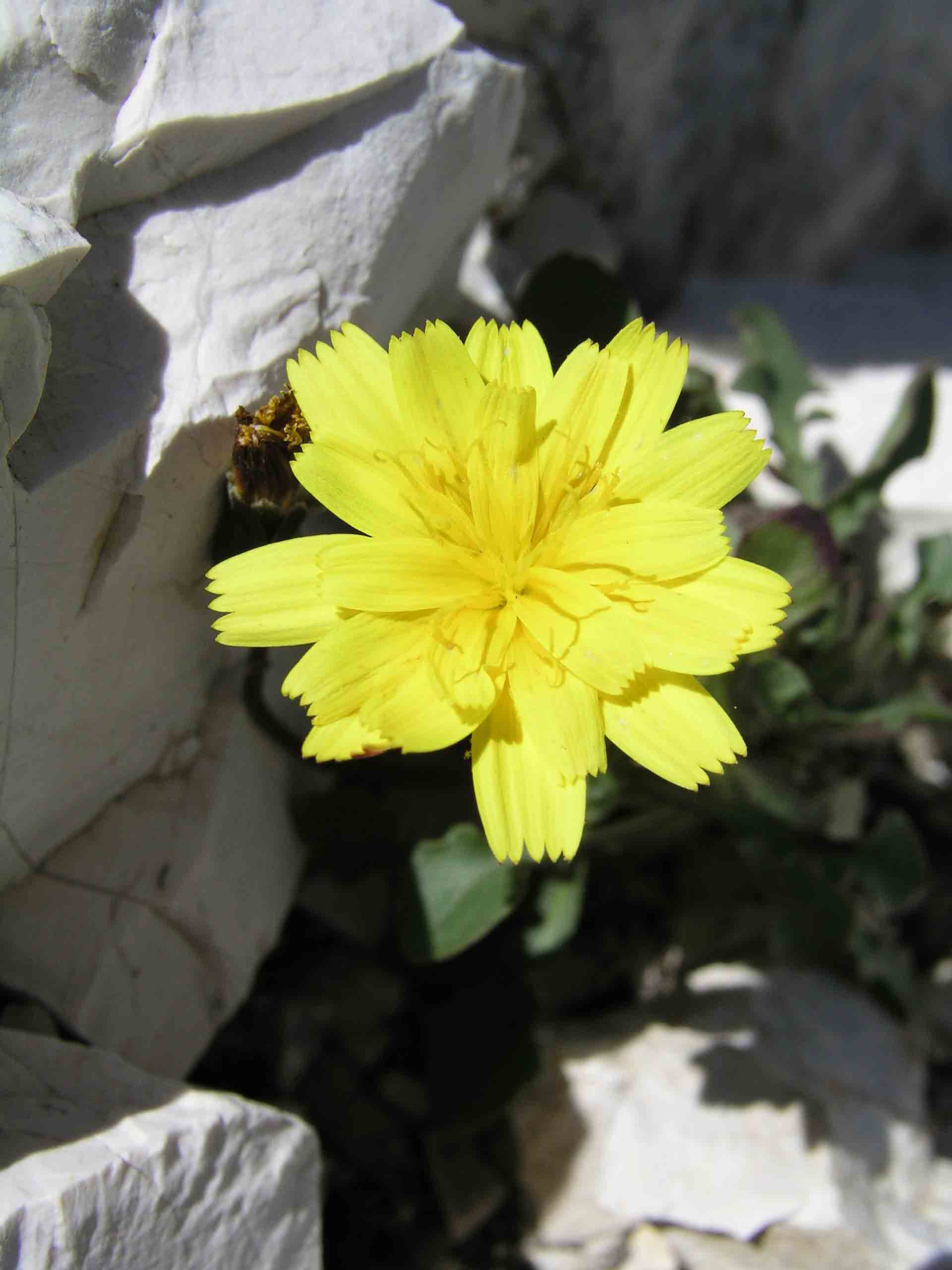 Oggi mi faccio aiutare 3 - Hypochaeris robertia