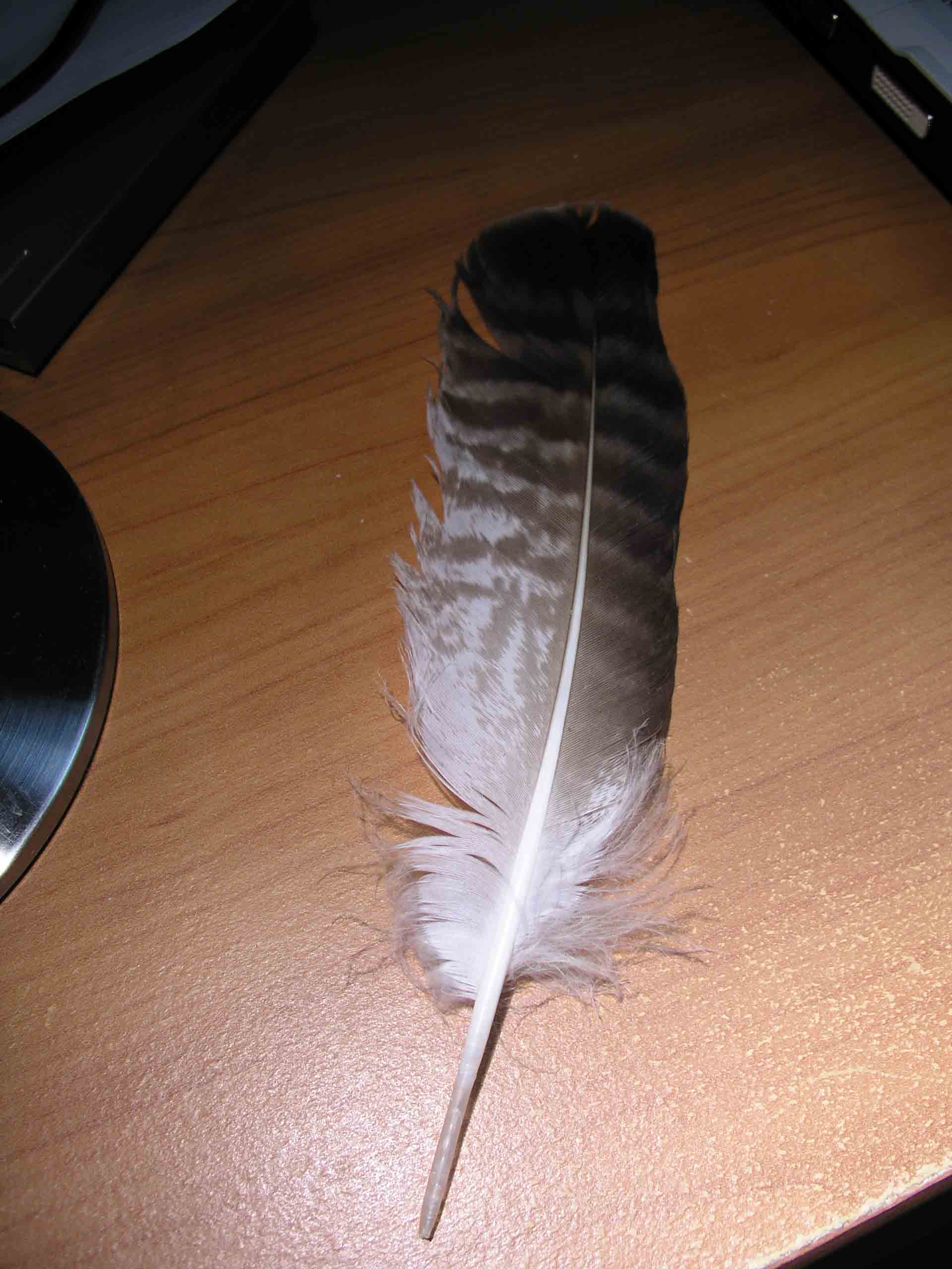 Penna: Poiana