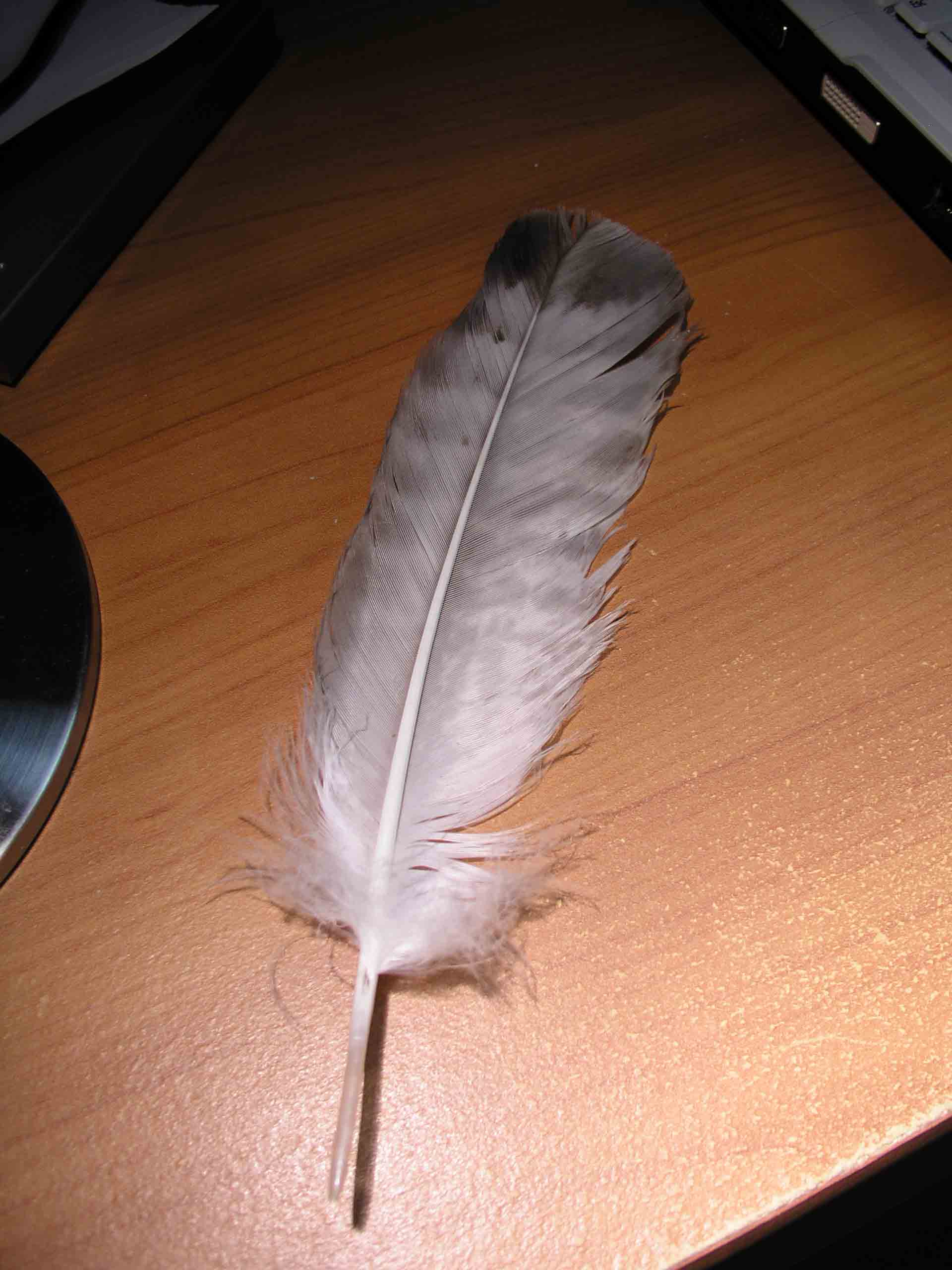 Penna: Poiana