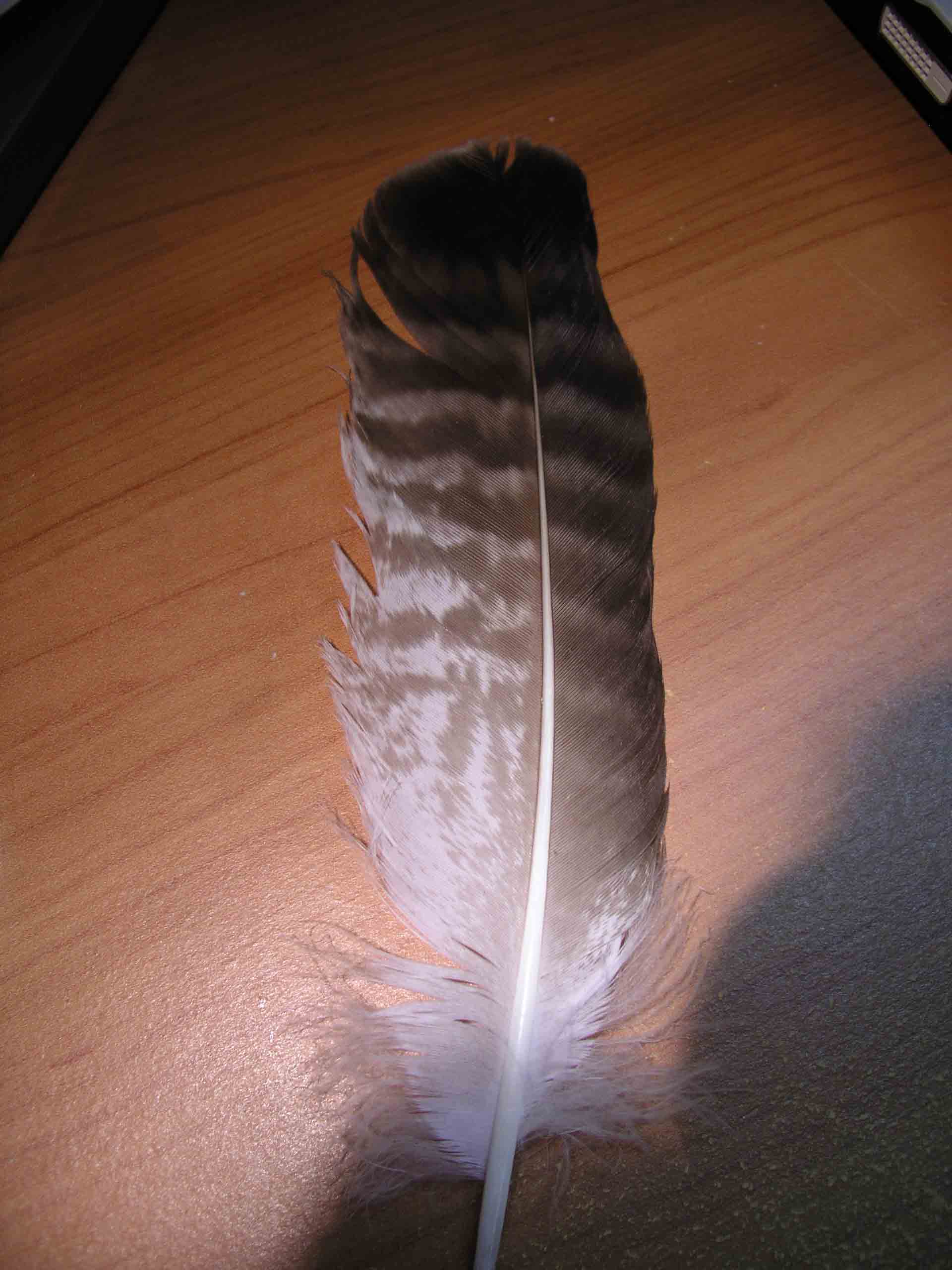 Penna: Poiana