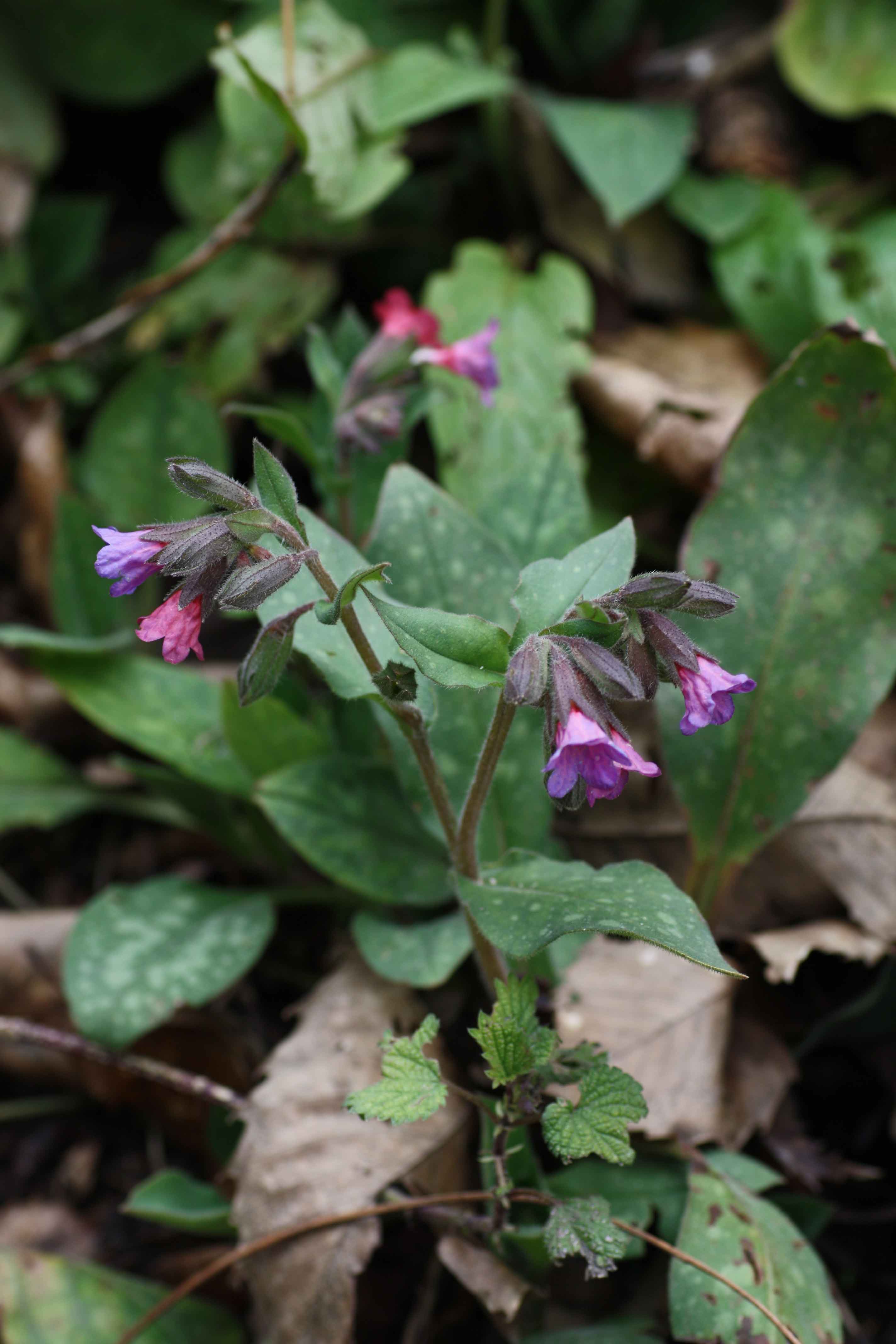Flora dei monti Albani - Pulmonaria apennina