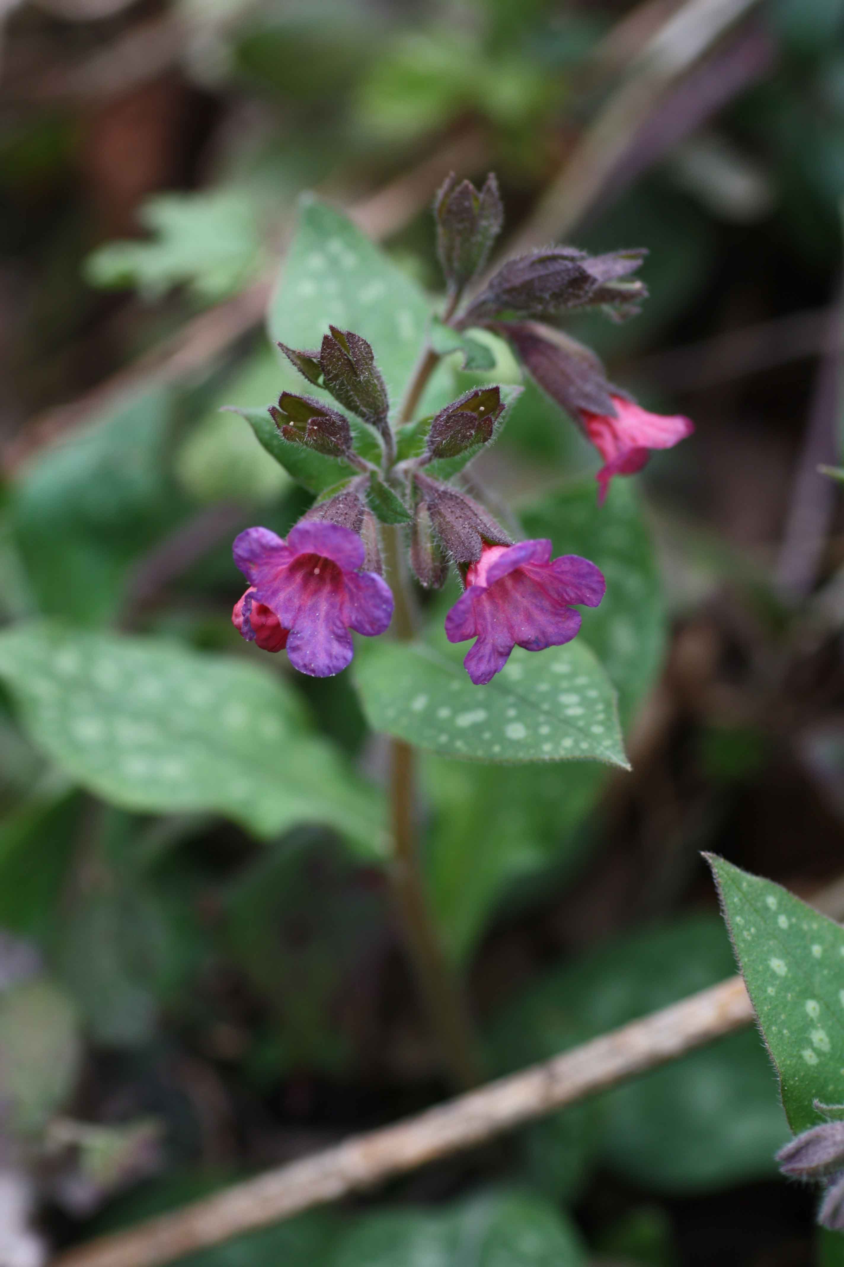 Flora dei monti Albani - Pulmonaria apennina