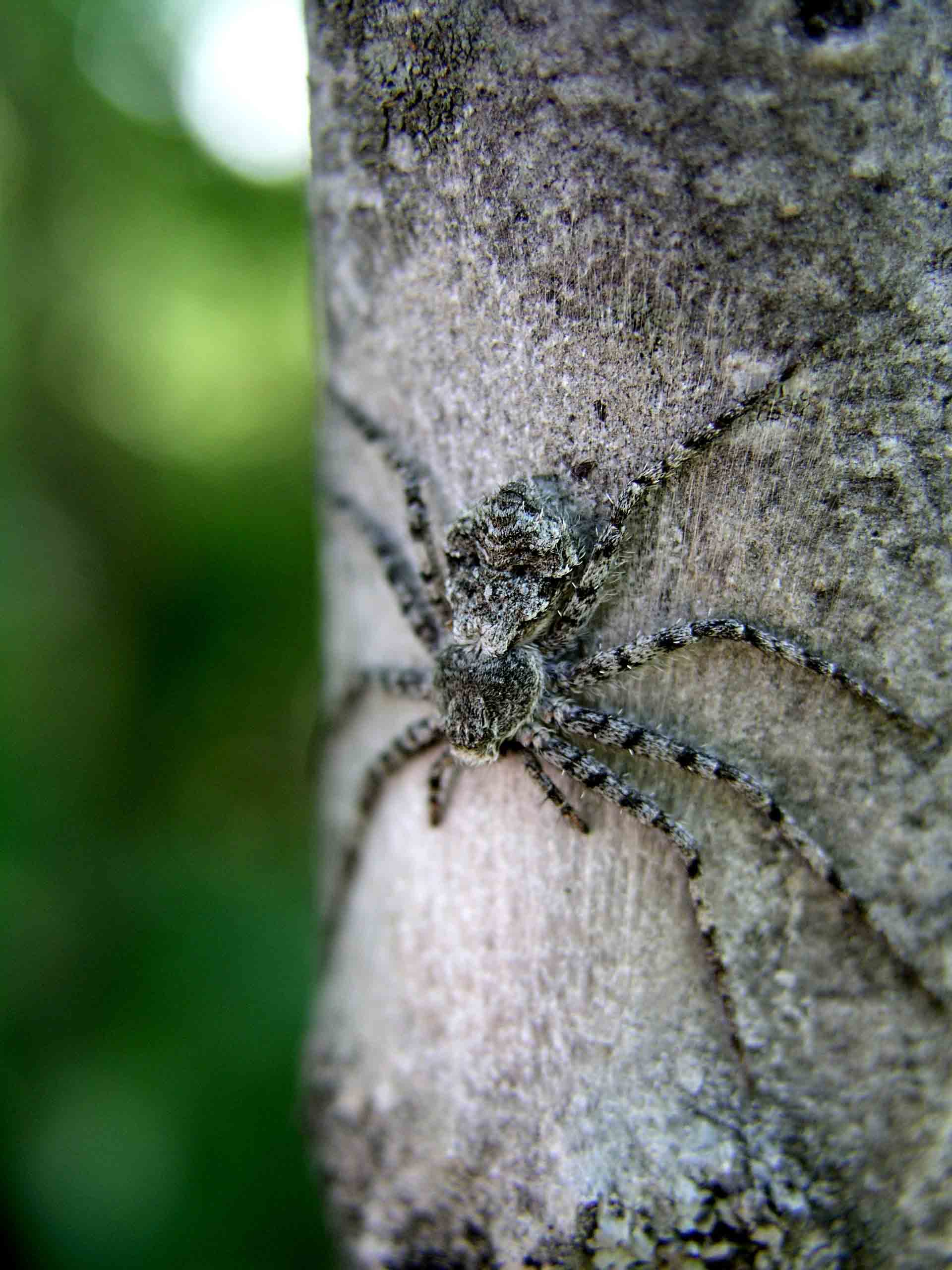 Non si pu fare pip in pace! : Philodromus sp.