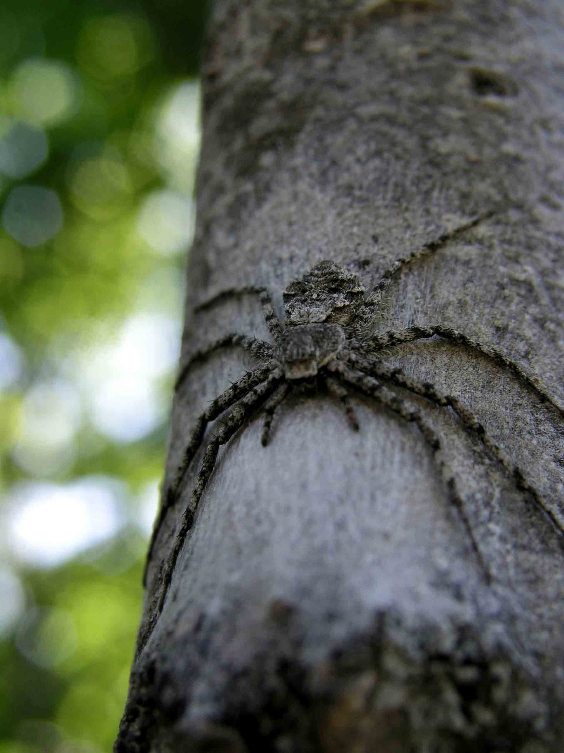 Non si pu fare pip in pace! : Philodromus sp.